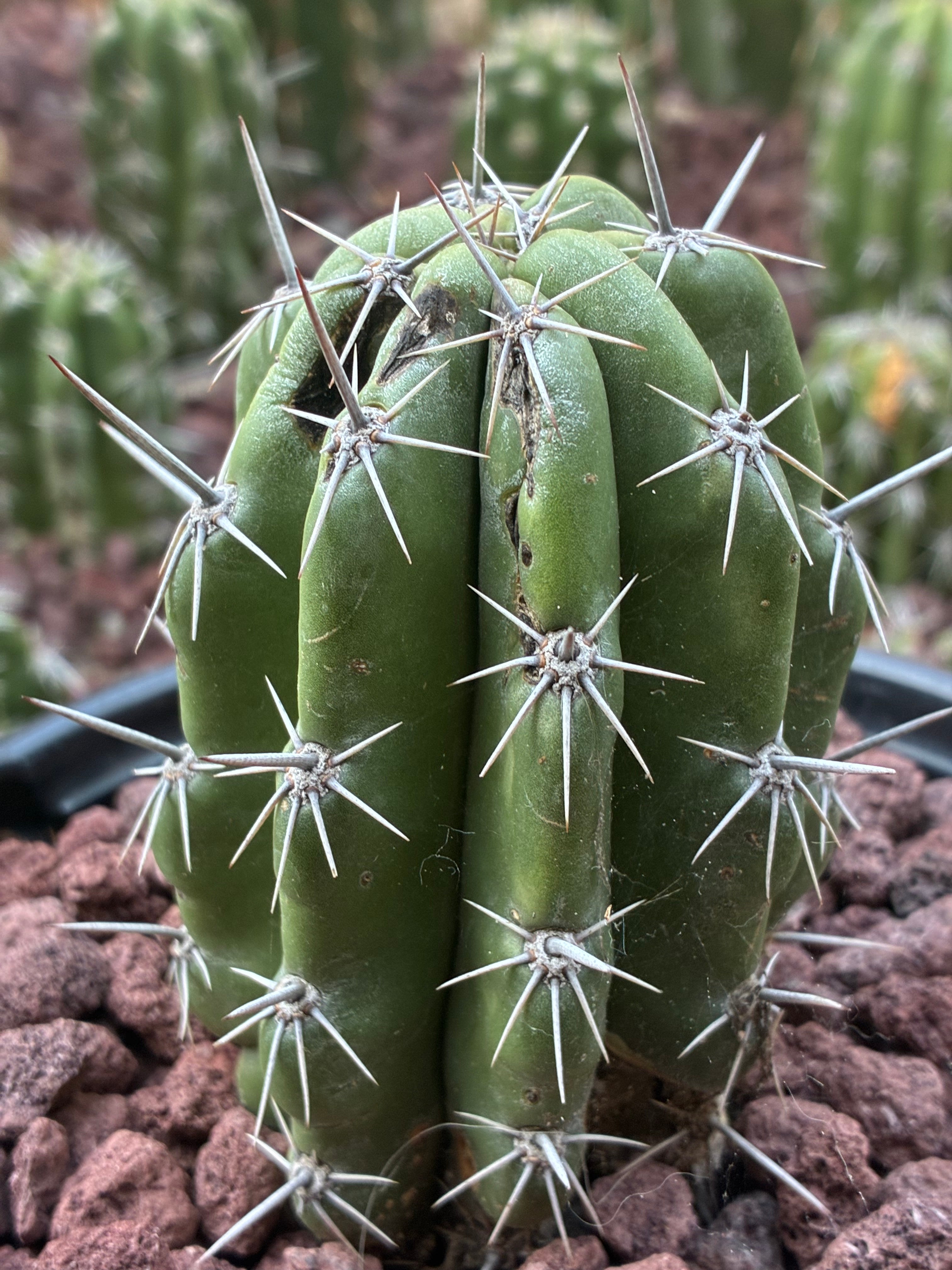 Stenocereus Stellatus (Pink)