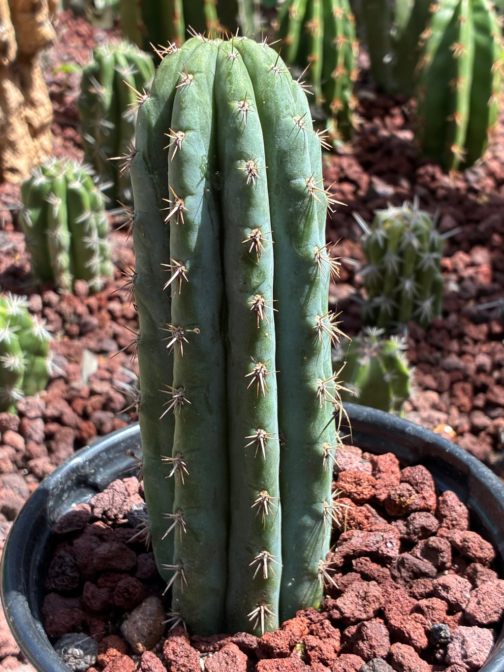 Trichocereus Peruvianus
