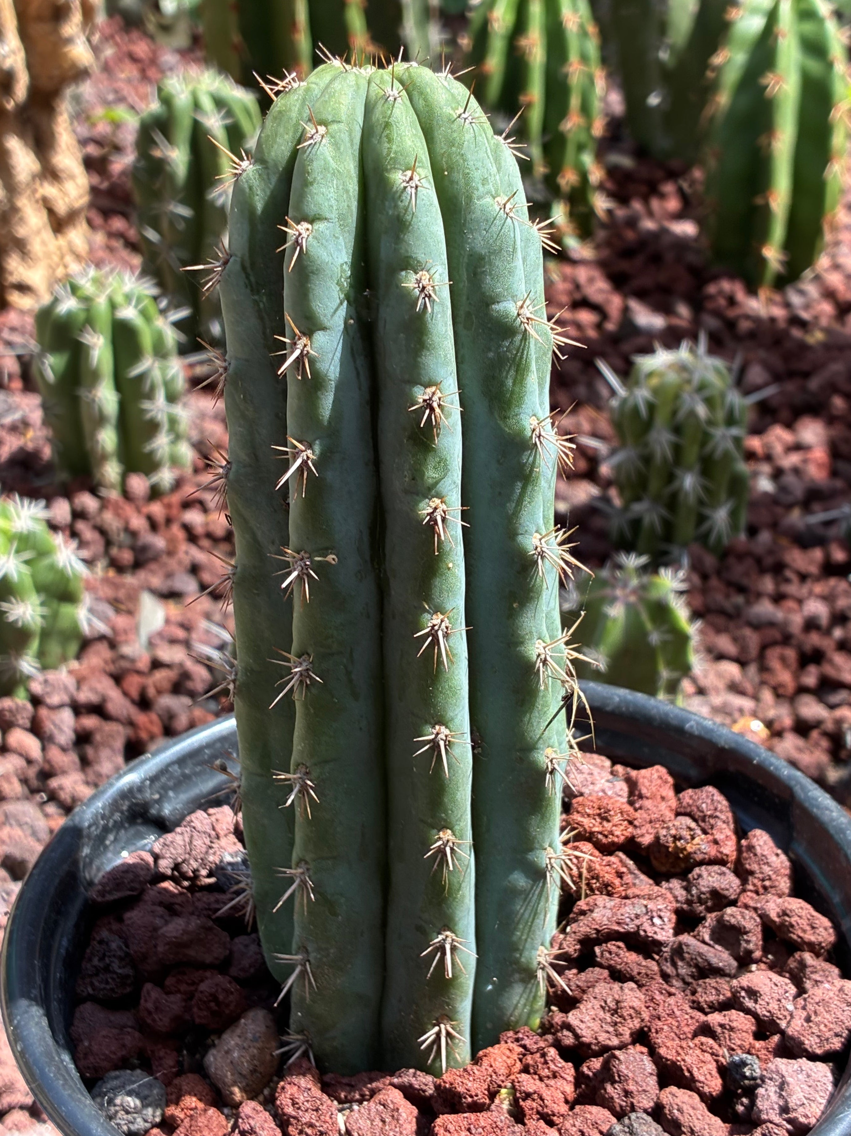 Trichocereus Peruvianus