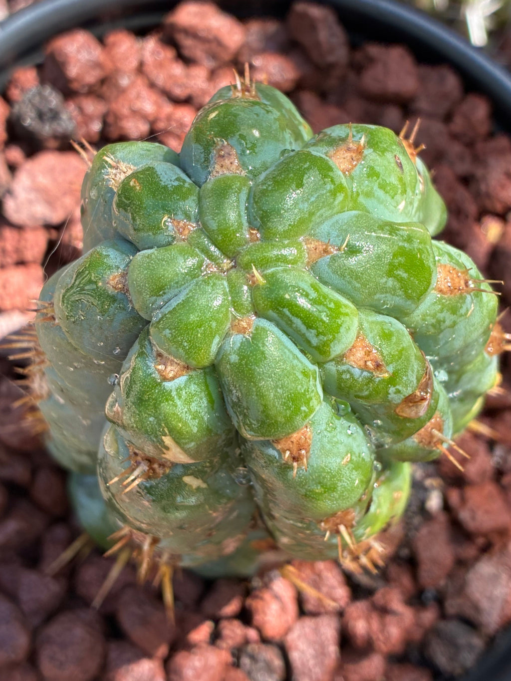 Trichocereus Peruvianus