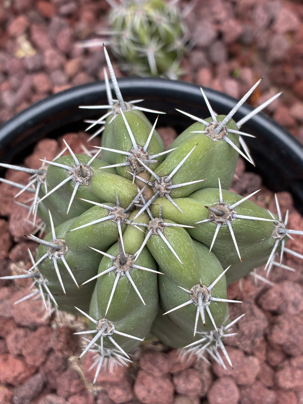Stenocereus Stellatus (Pink)