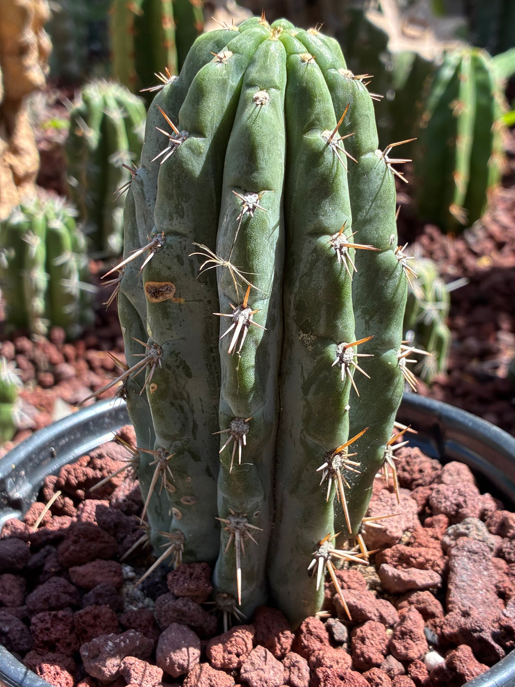 Trichocereus Peruvianus