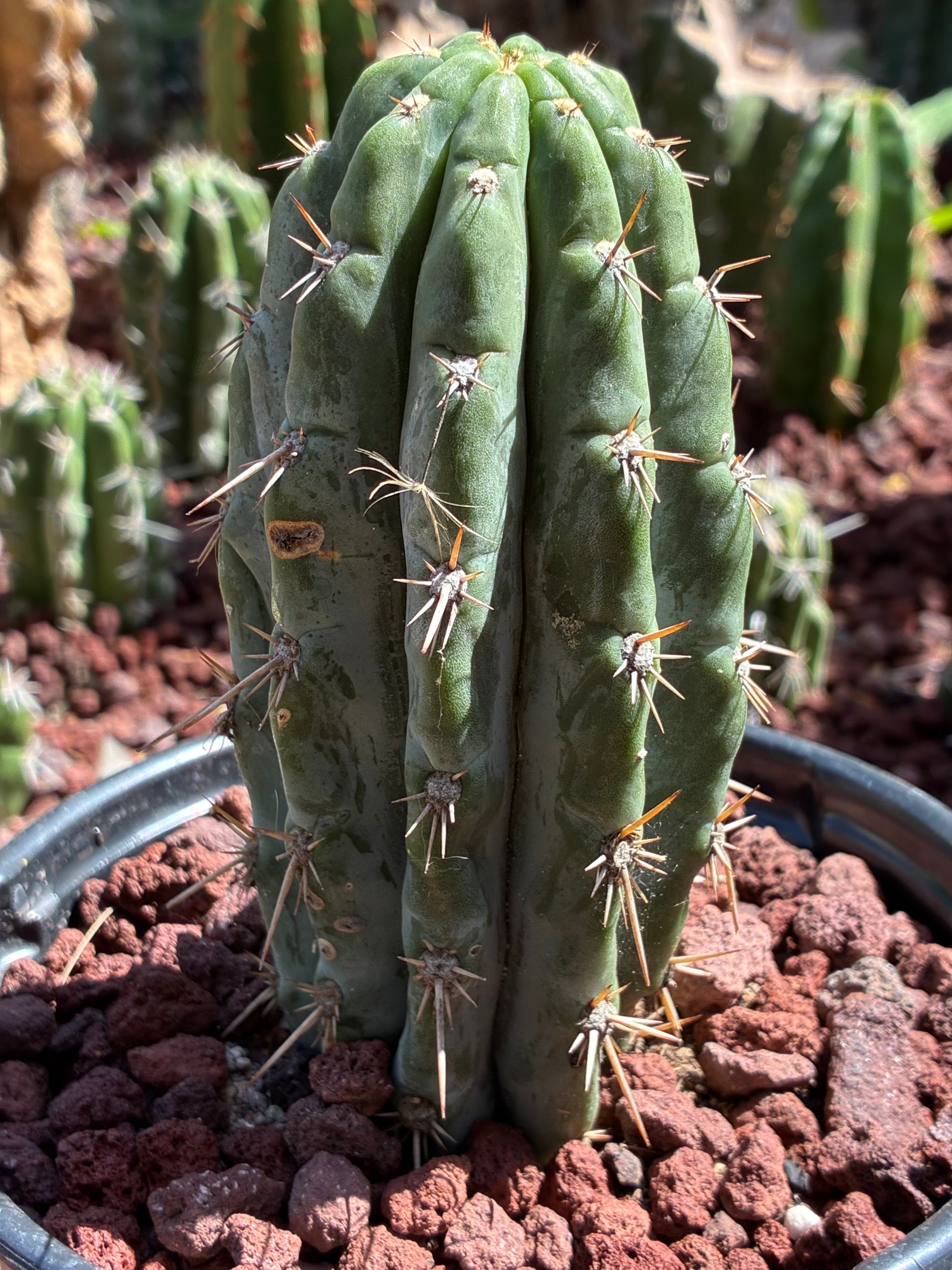 Trichocereus Peruvianus