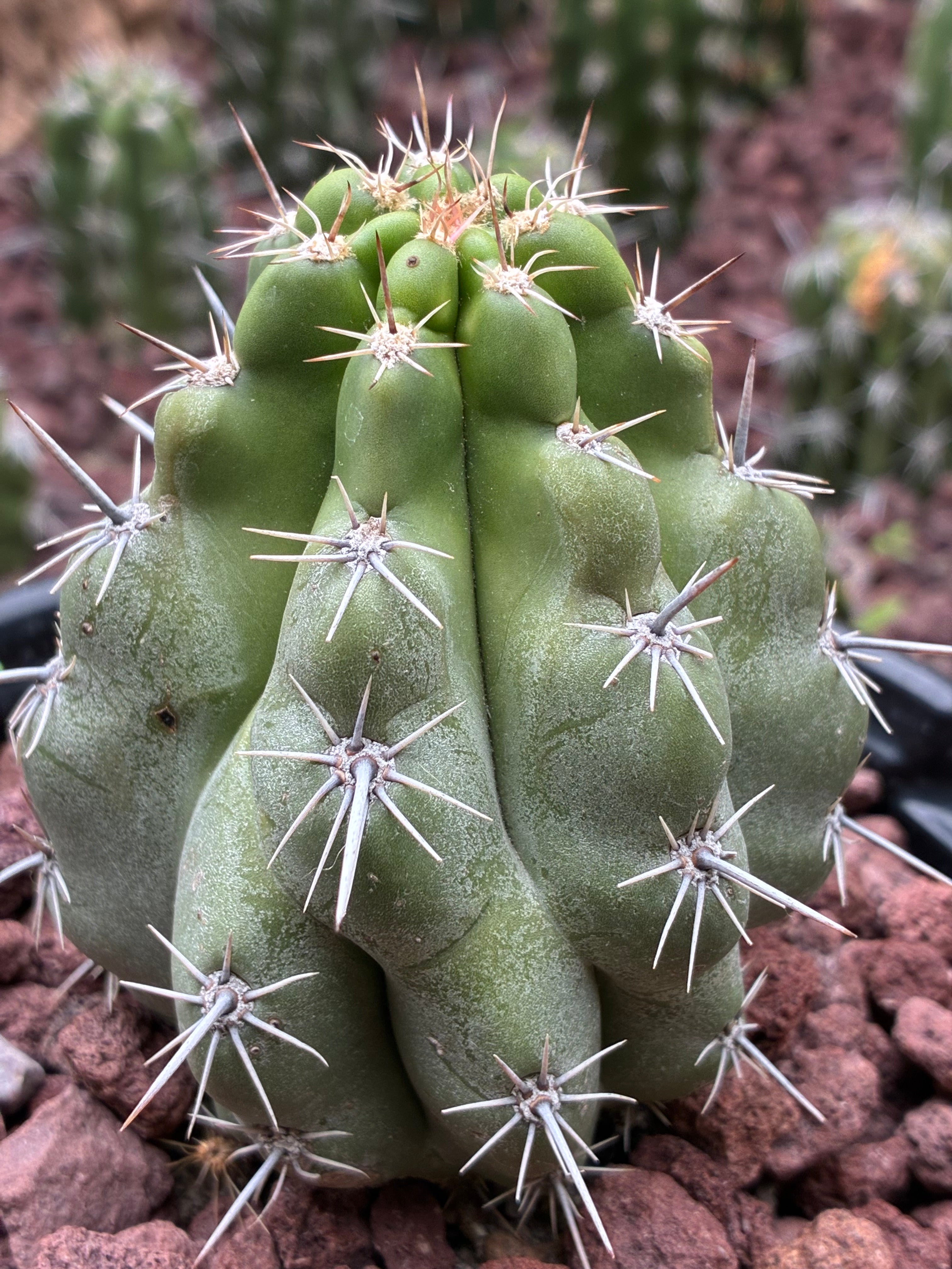 Stenocereus Stellatus (Pink)