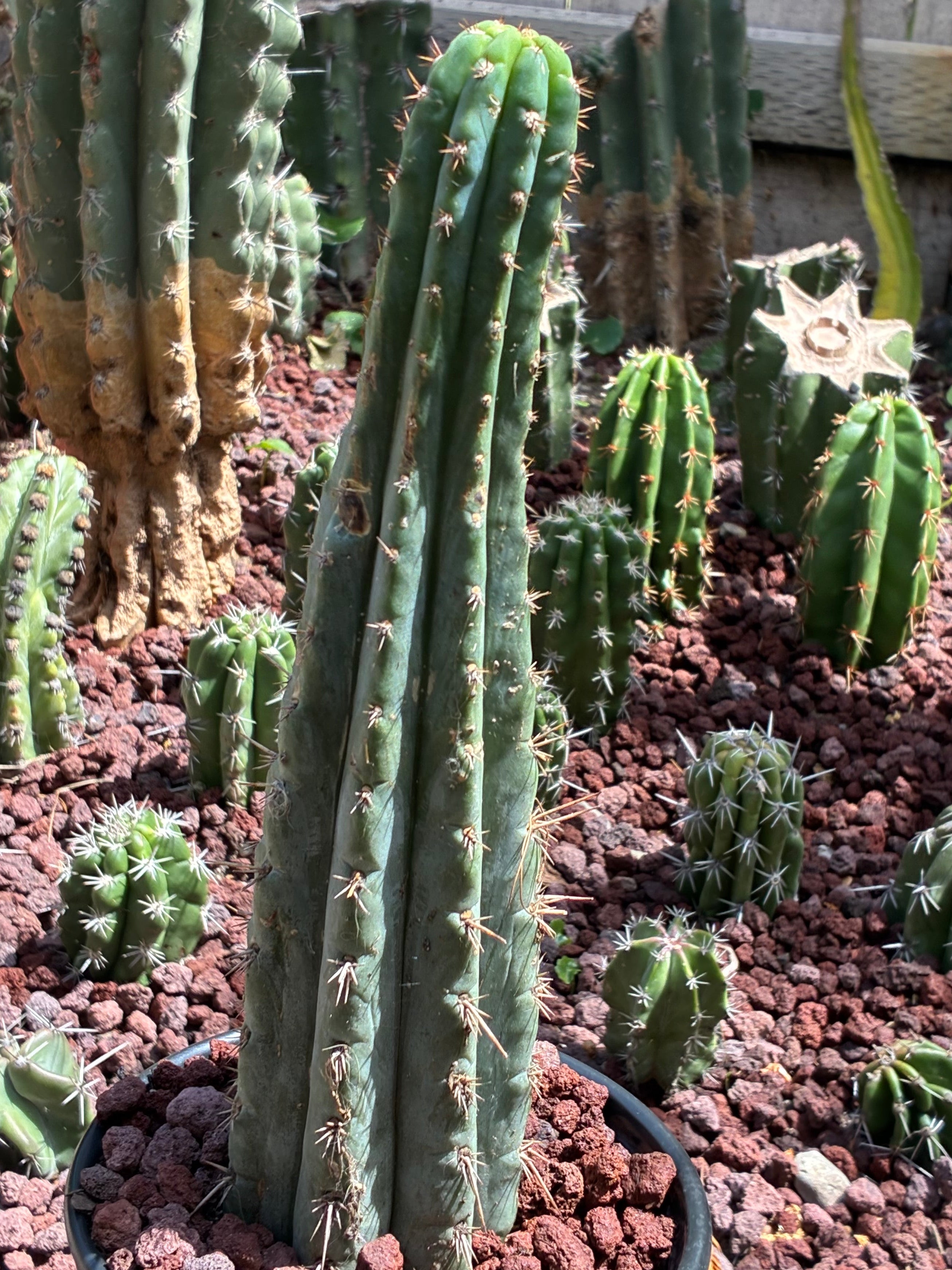Trichocereus Peruvianus