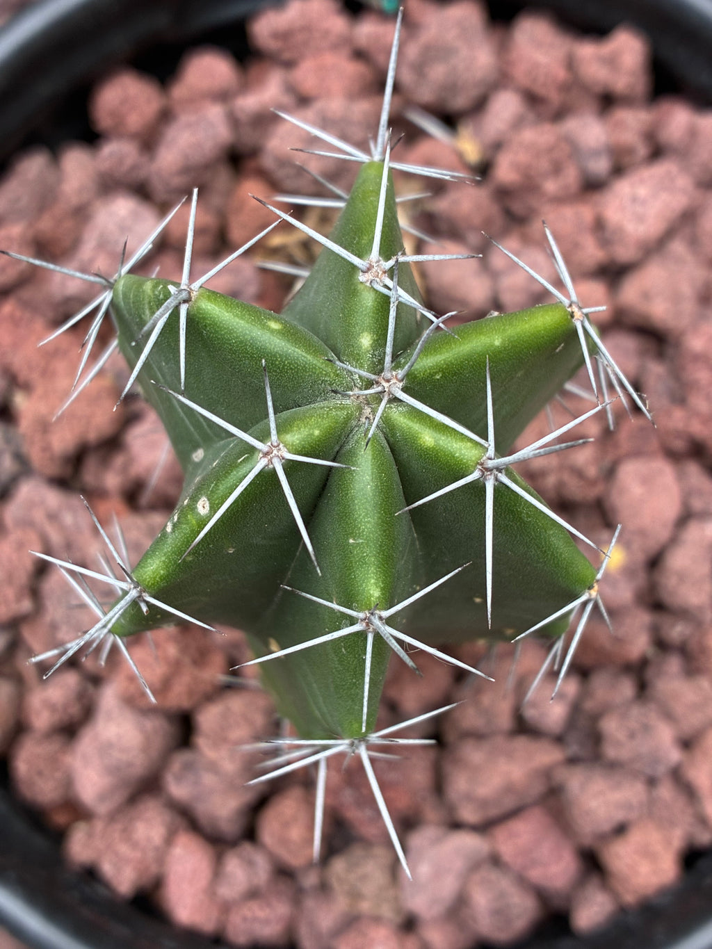 Stenocereus Griseus
