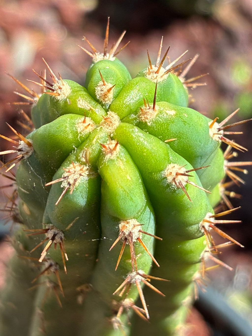 Trichocereus Peruvianus