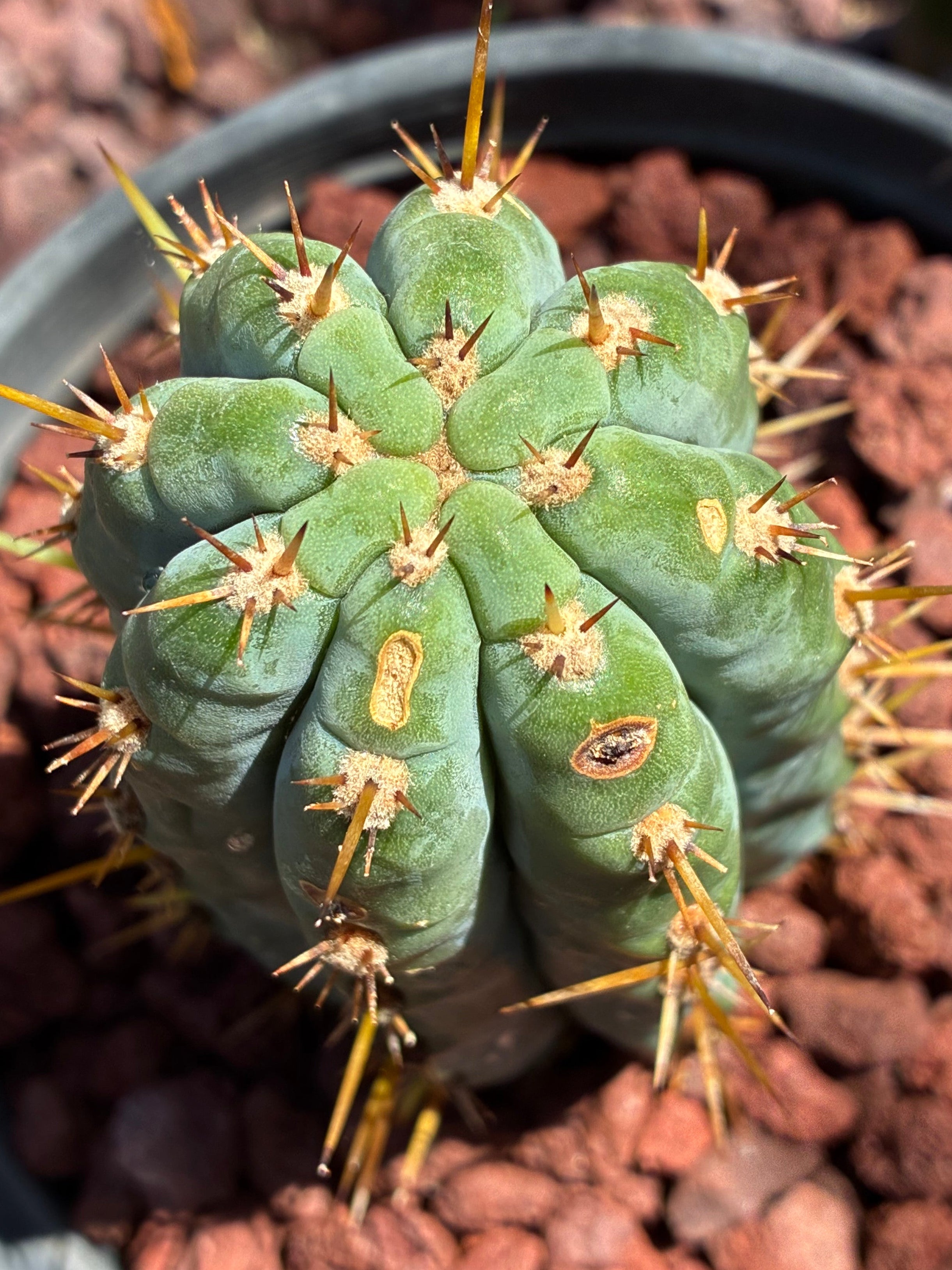 Trichocereus Peruvianus