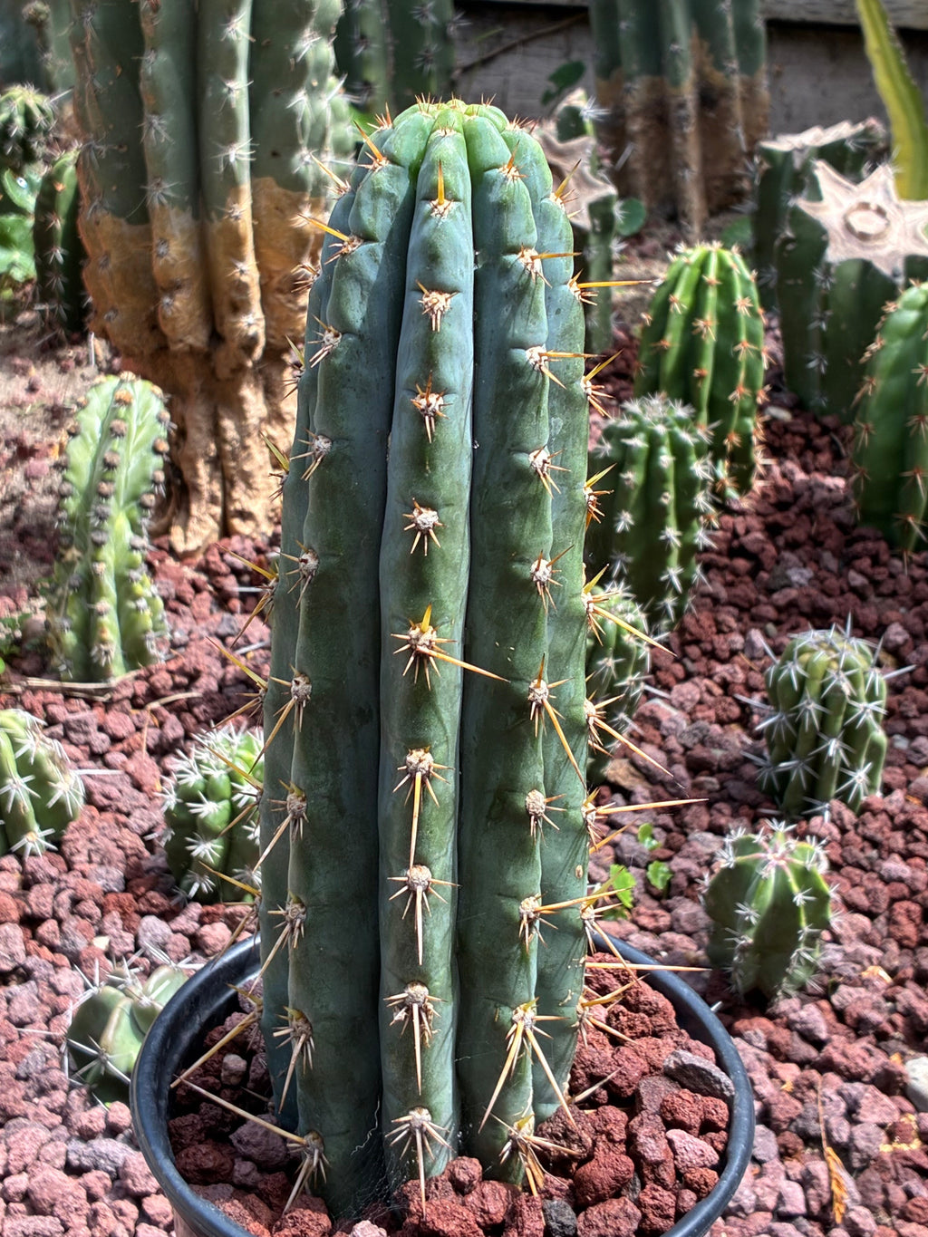 Trichocereus Peruvianus