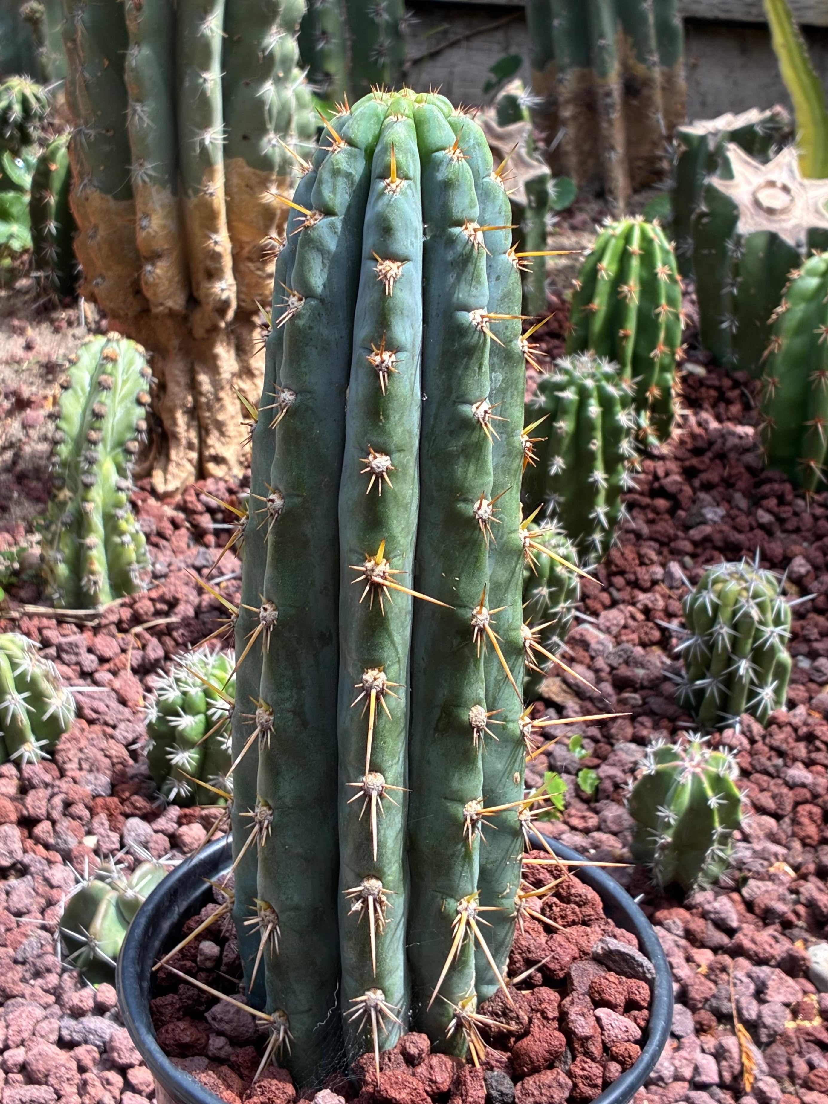 Trichocereus Peruvianus