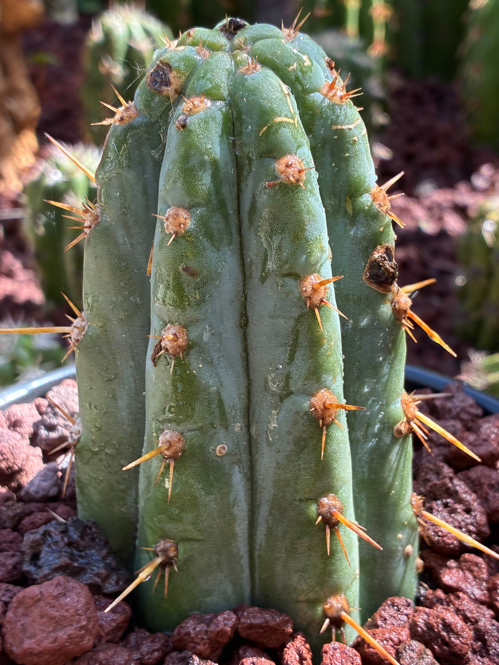 Trichocereus Peruvianus