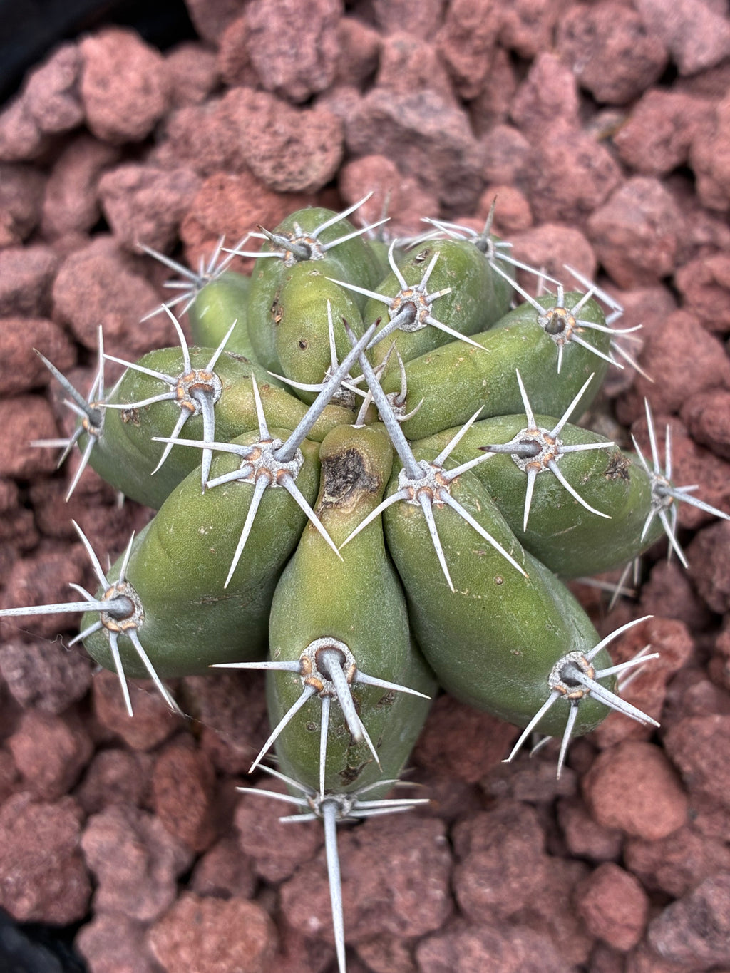 Stenocereus Stellatus (Pink)
