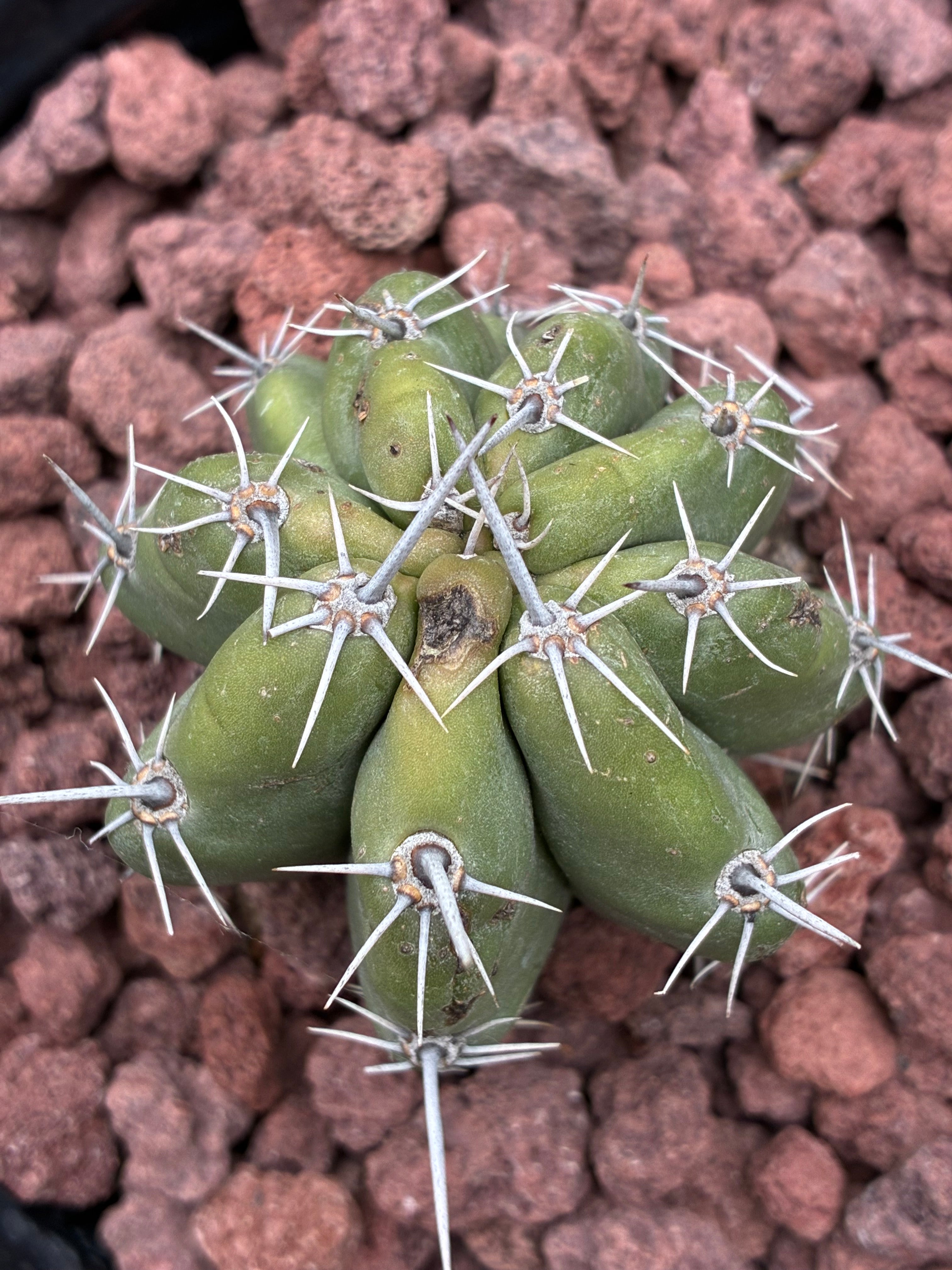 Stenocereus Stellatus (Pink)