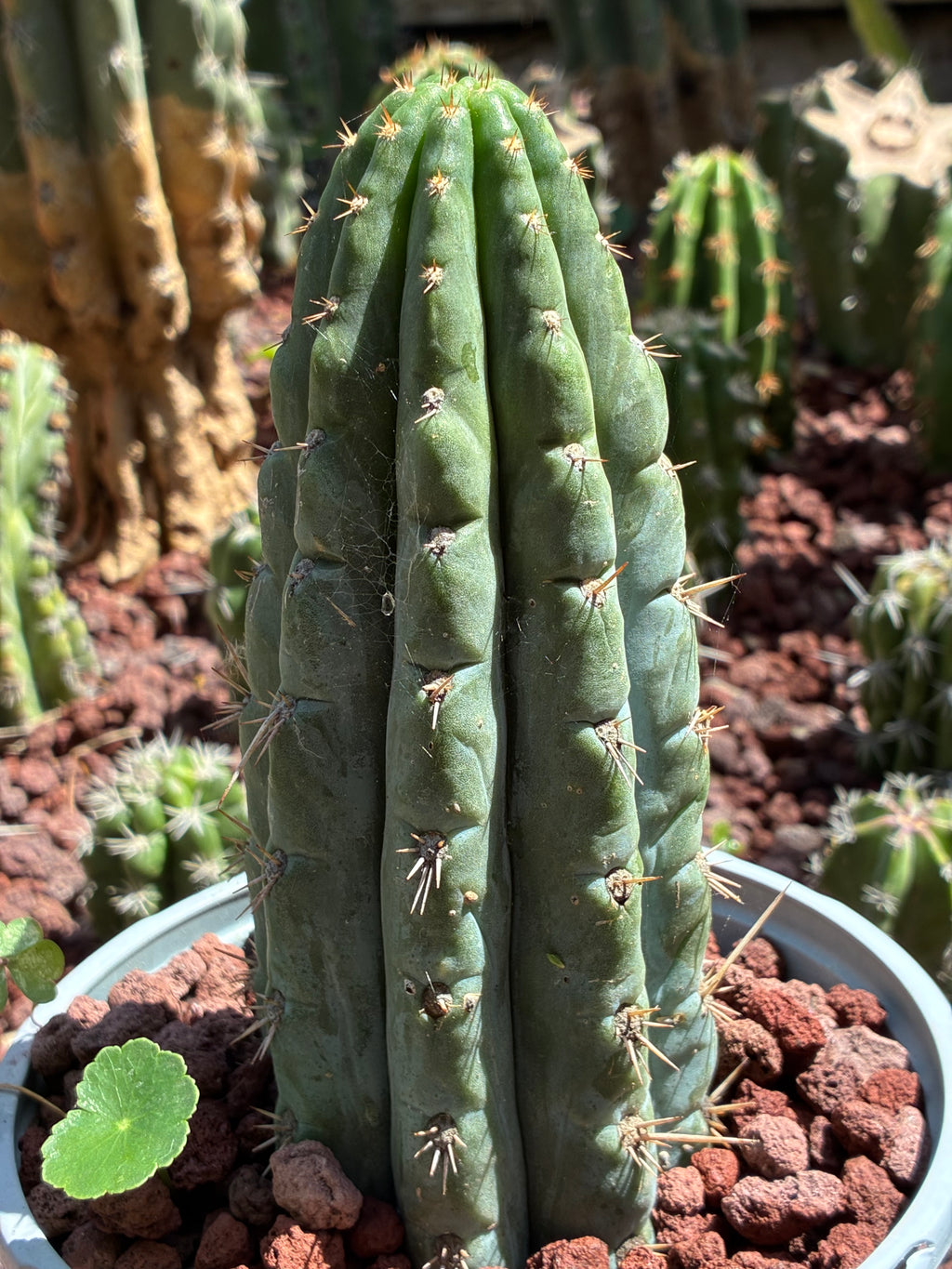 Trichocereus Peruvianus