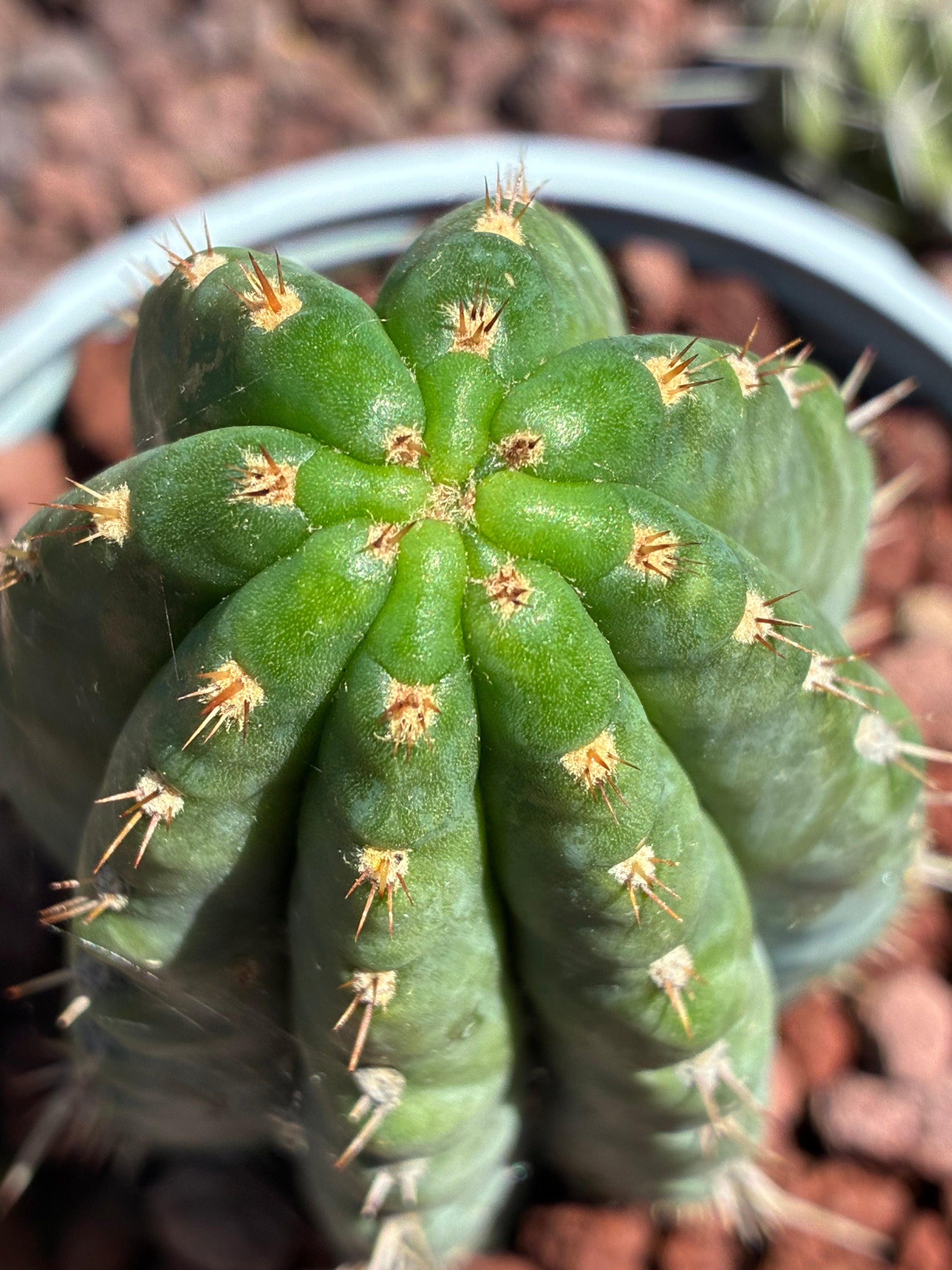 Trichocereus Peruvianus