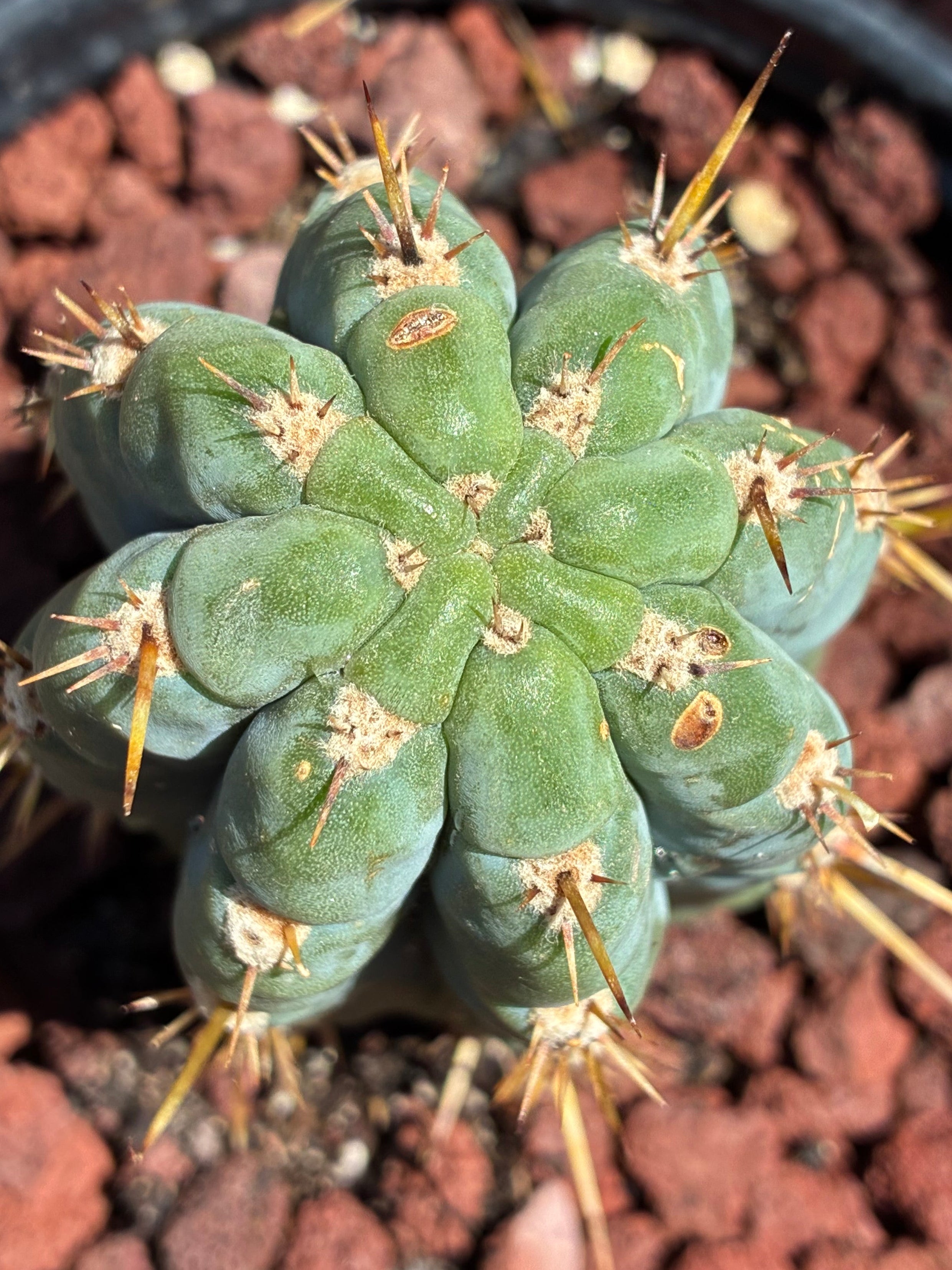 Trichocereus Peruvianus