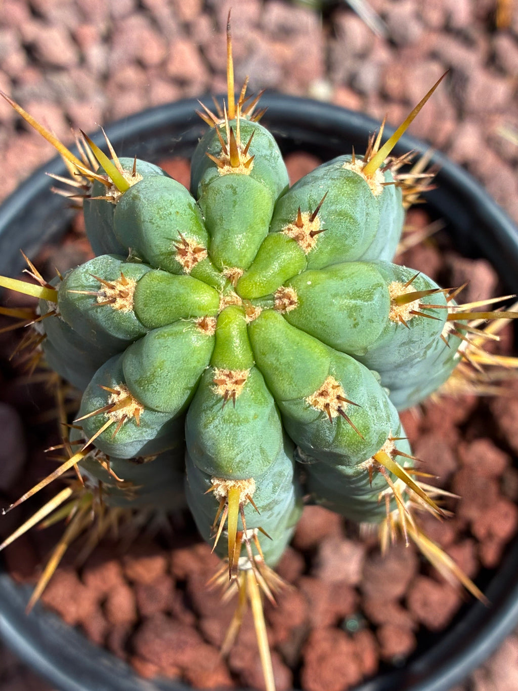 Trichocereus Peruvianus