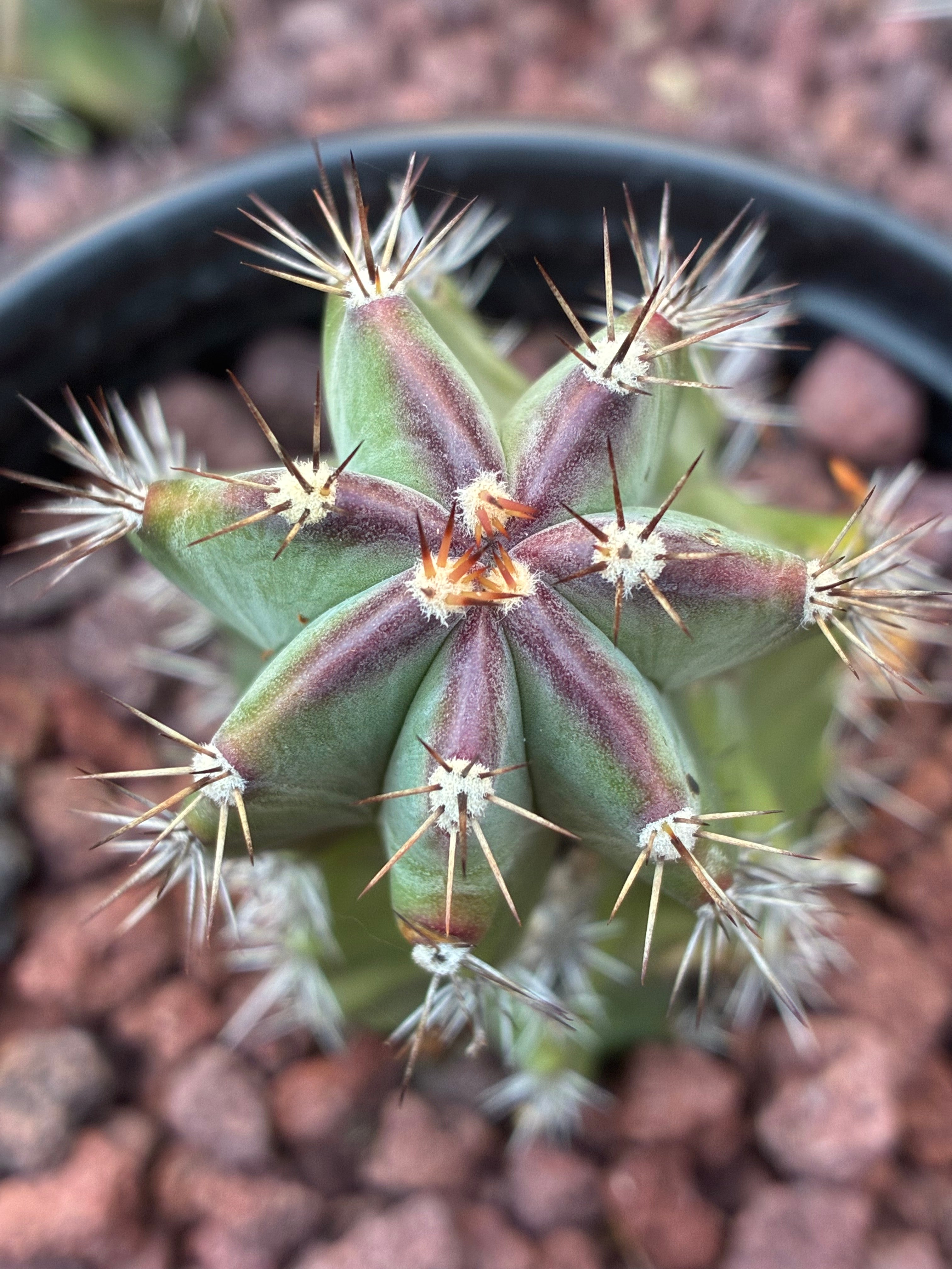 Stenocereus Griseus