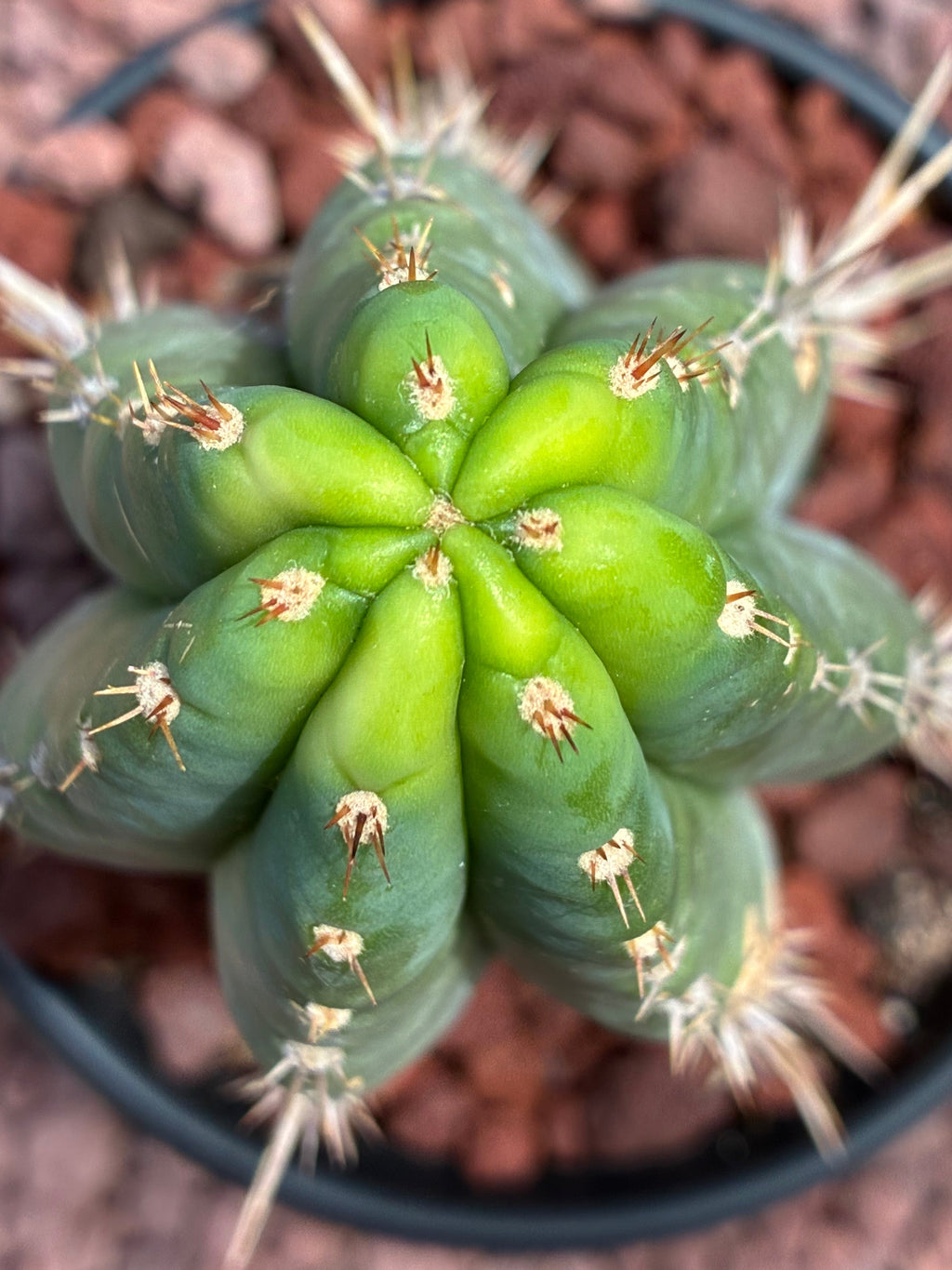 Trichocereus Peruvianus