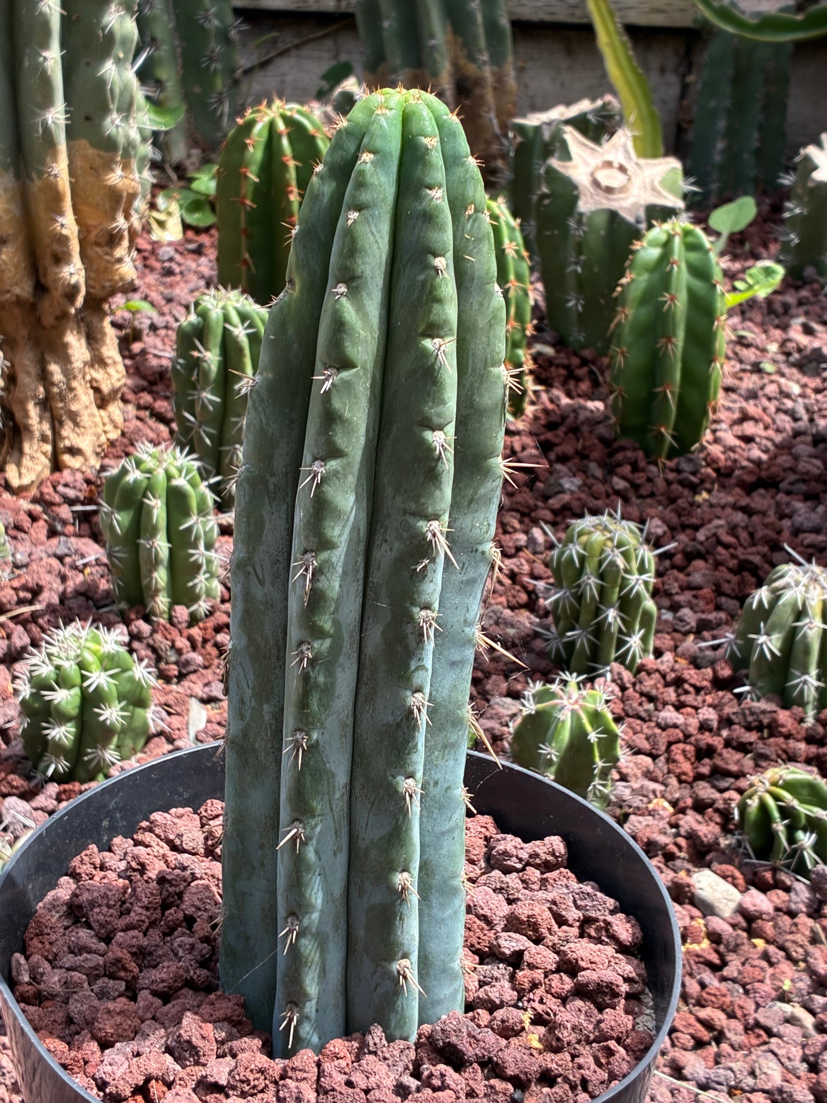 Trichocereus Peruvianus