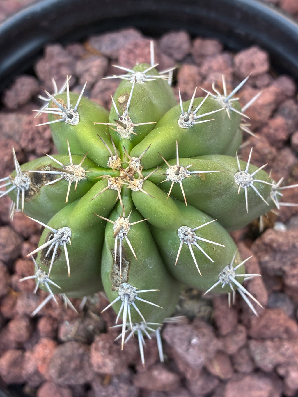 Stenocereus Stellatus (Pink)
