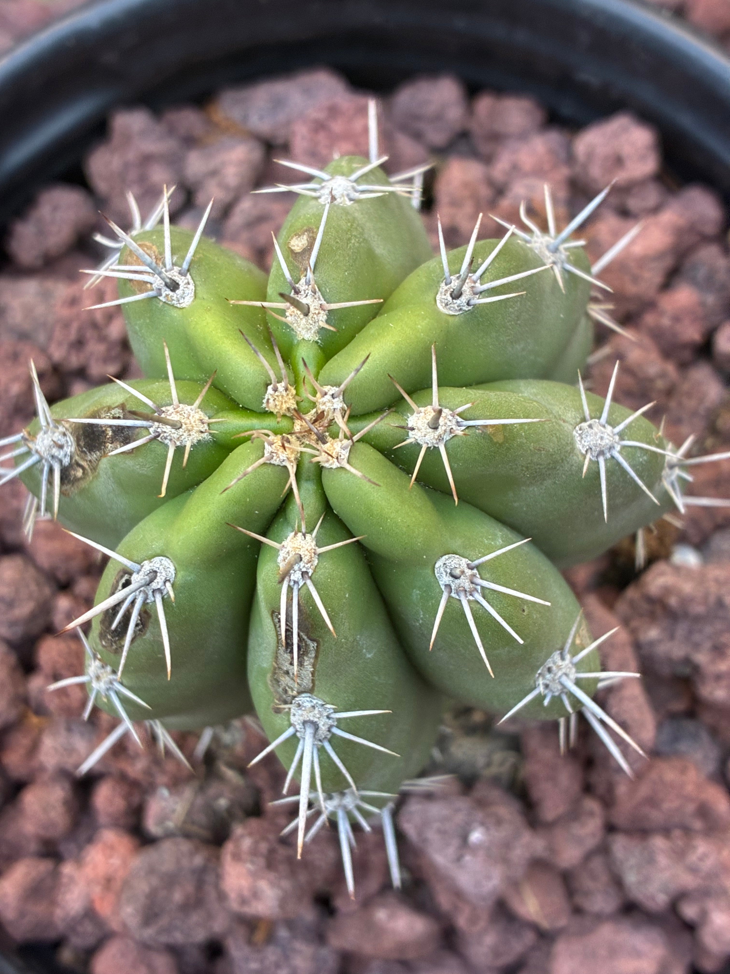 Stenocereus Stellatus (Pink)