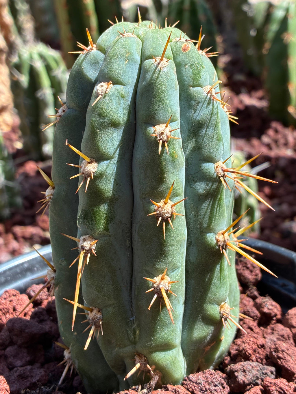 Trichocereus Peruvianus