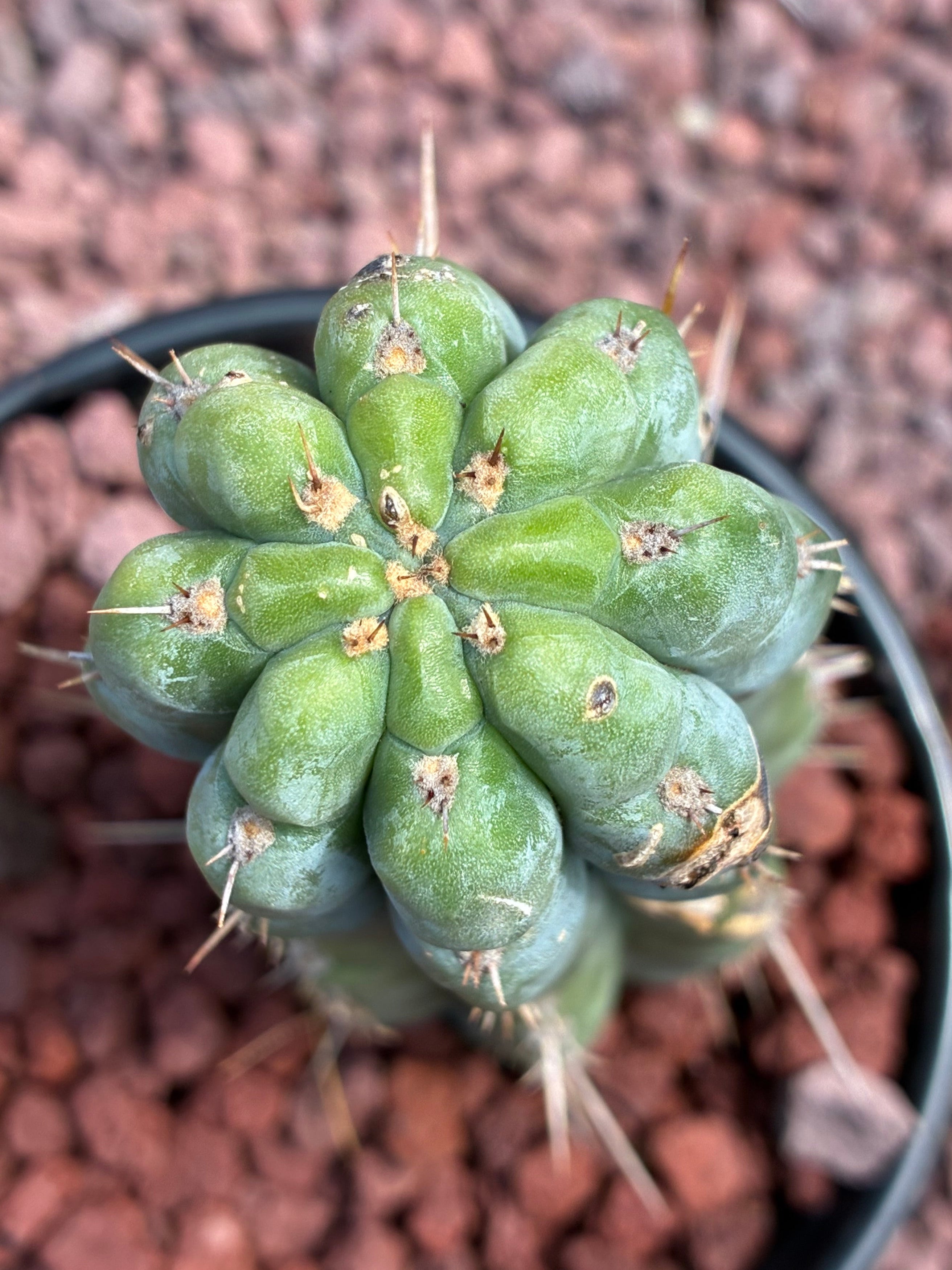 Trichocereus Peruvianus