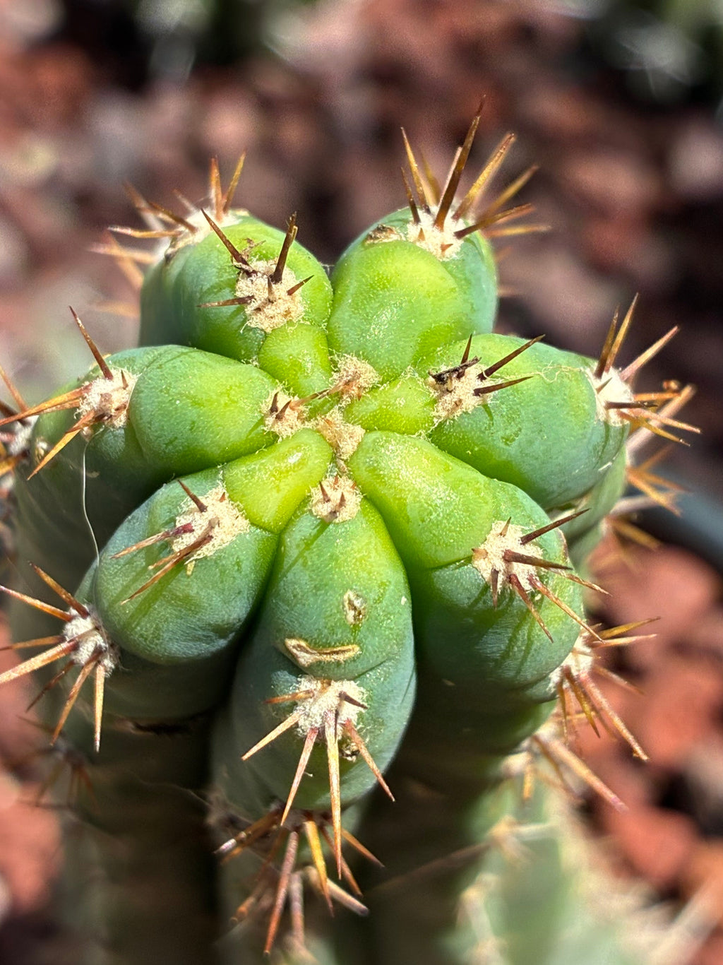 Trichocereus Peruvianus