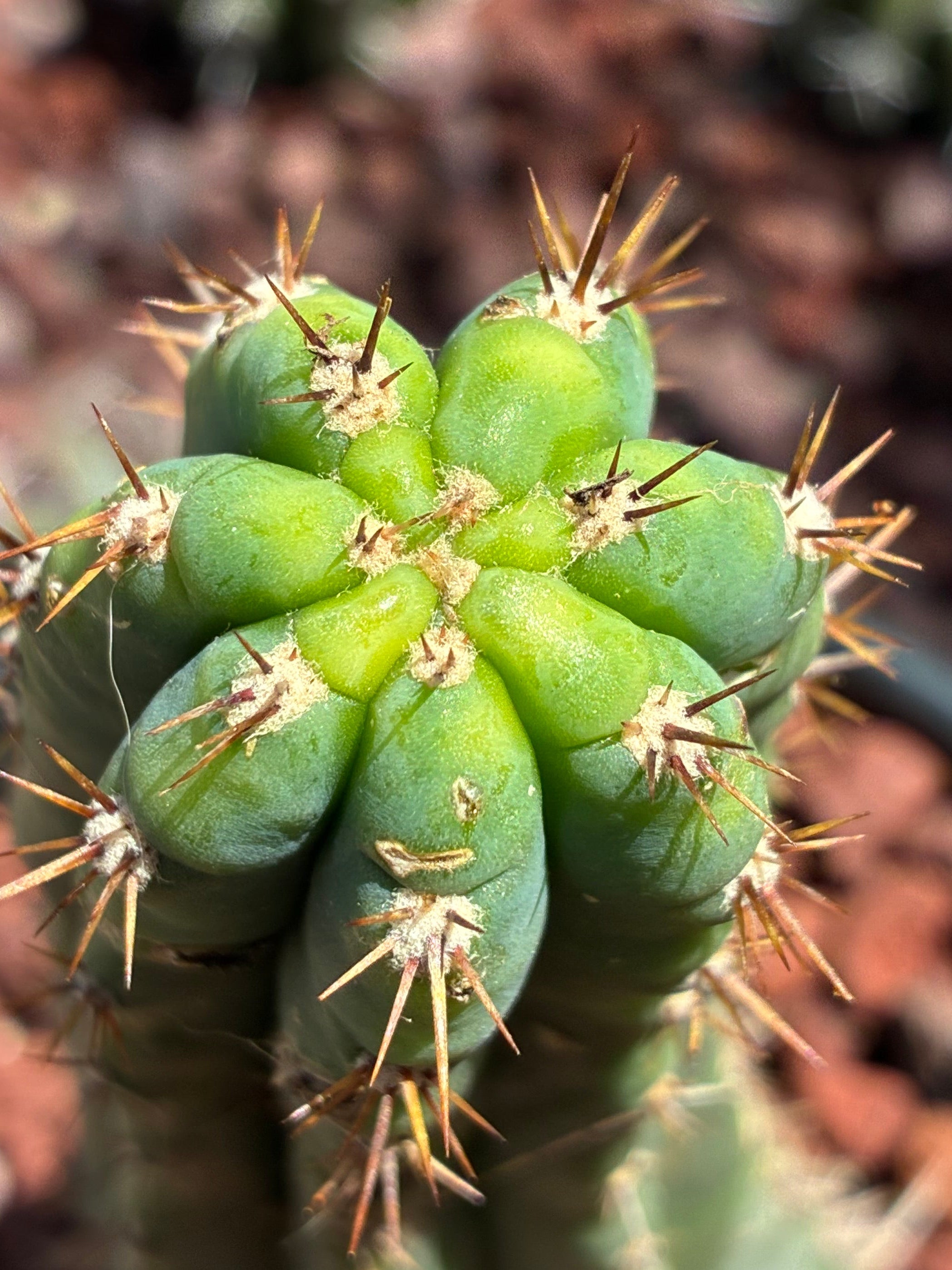 Trichocereus Peruvianus