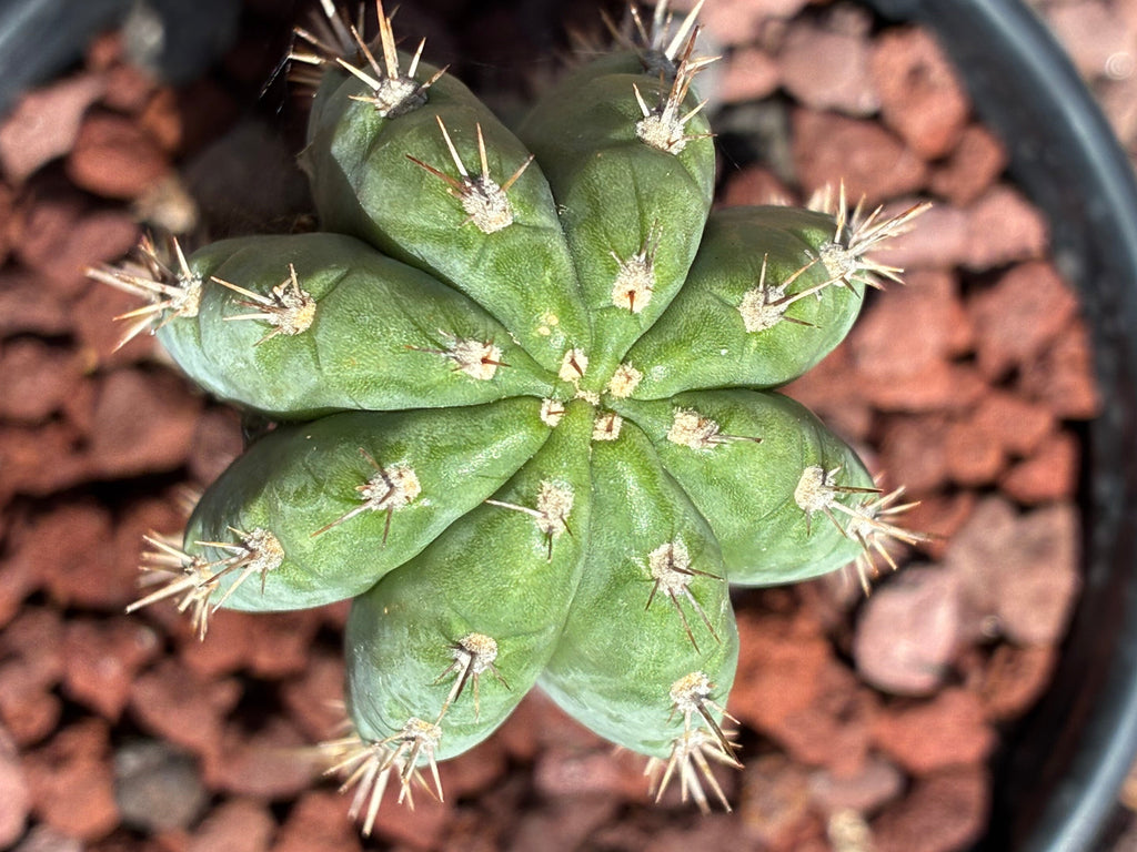 Trichocereus Peruvianus