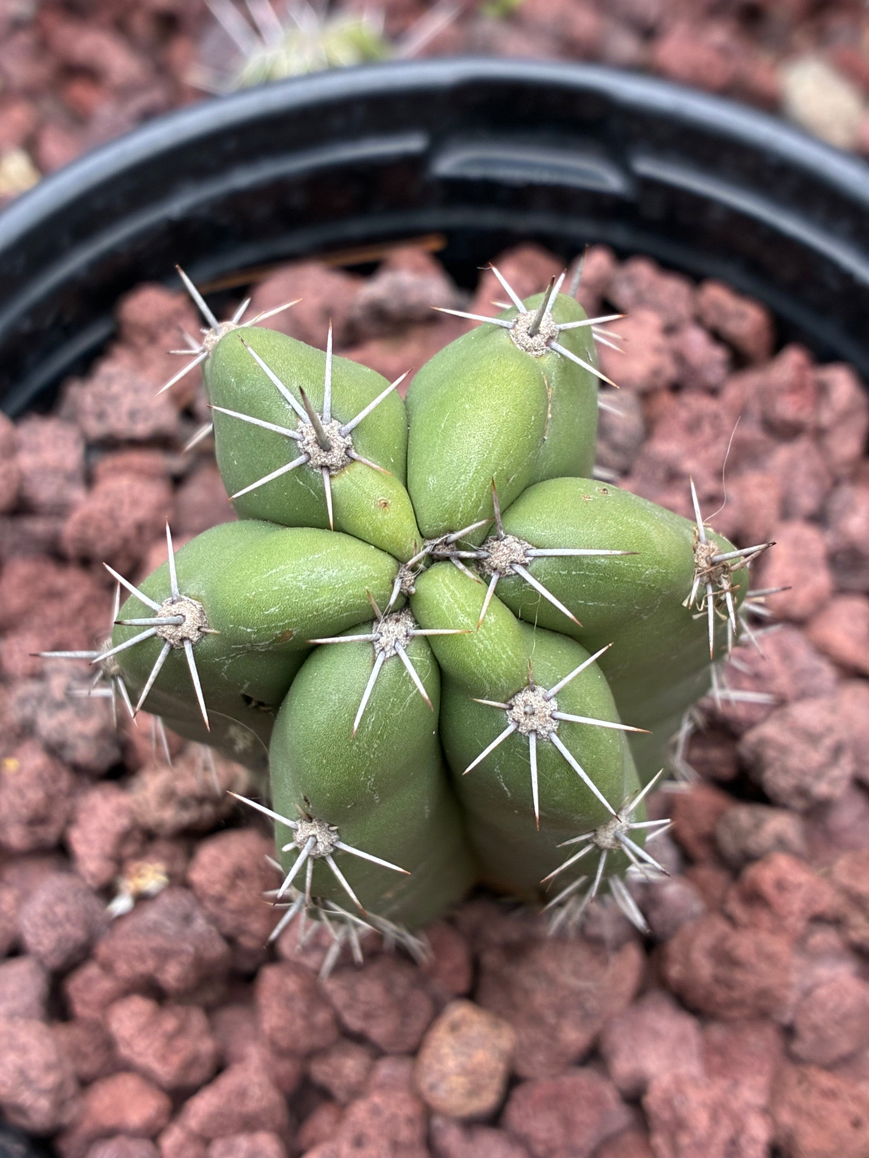 Stenocereus Stellatus (Pink)