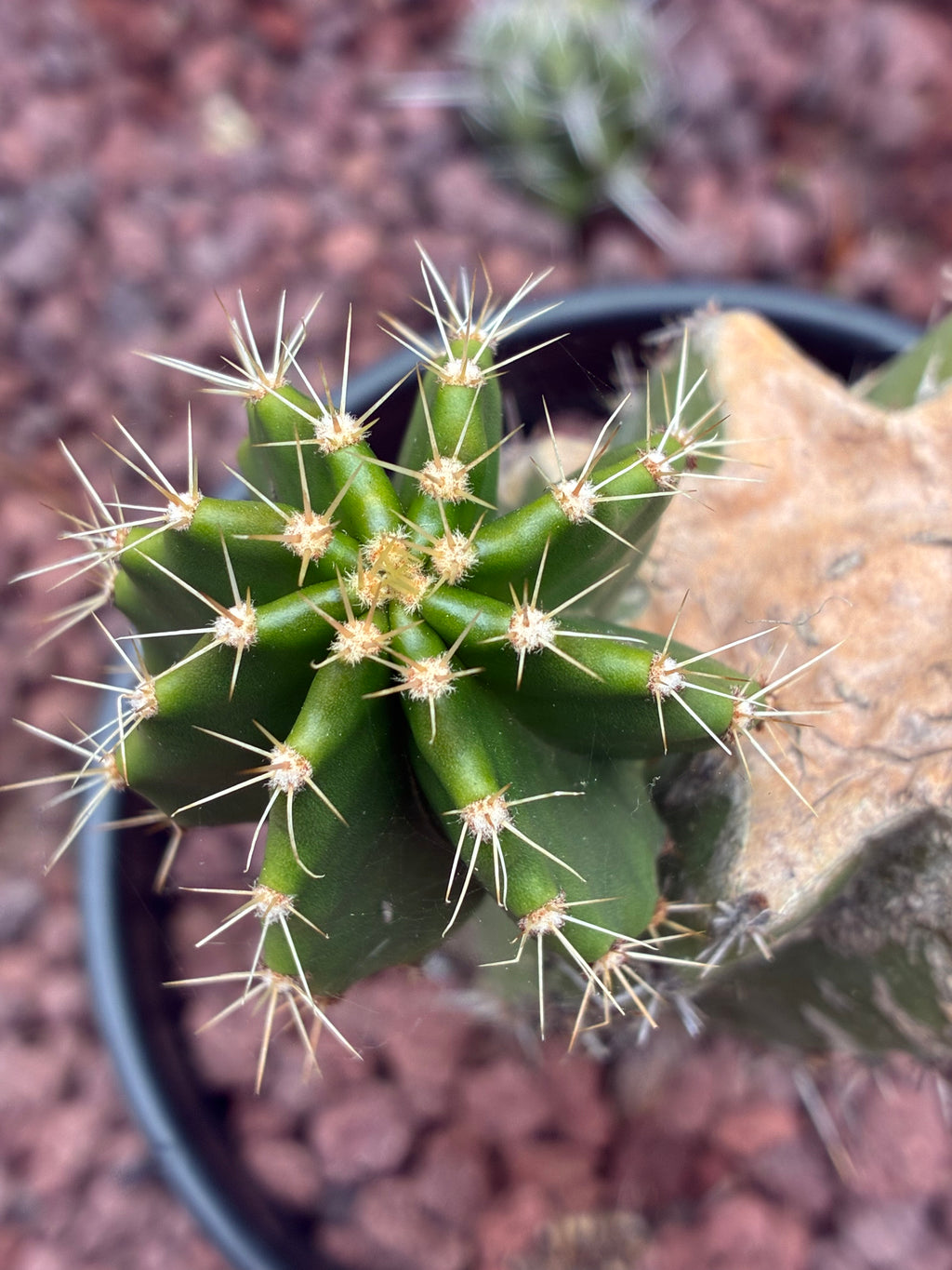Stenocereus Queretaroensis