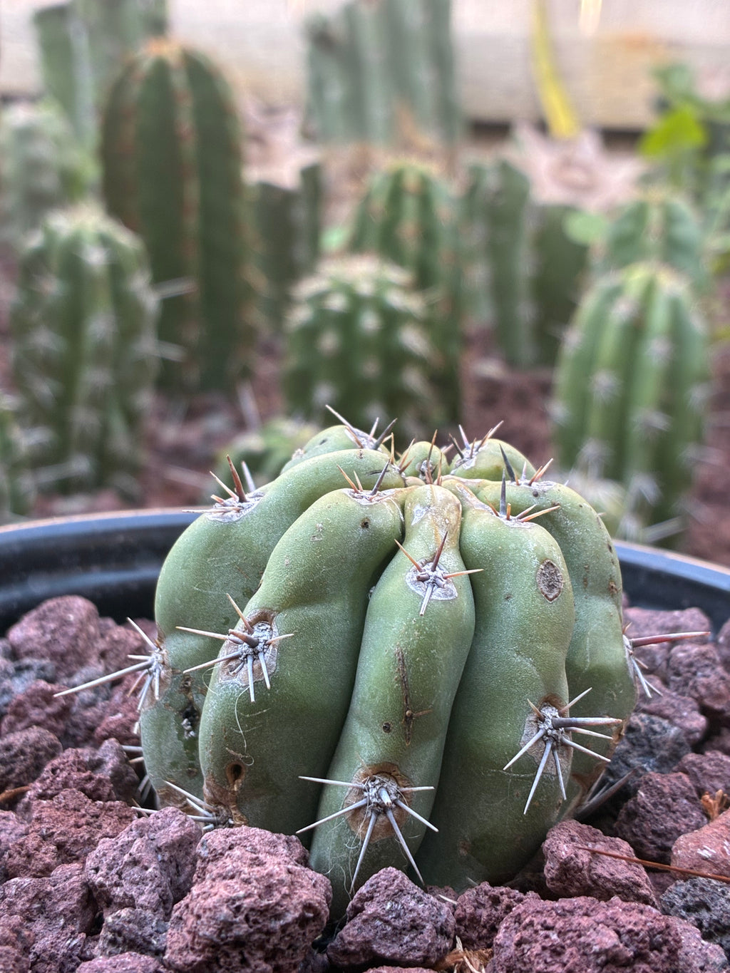 Stenocereus Stellatus (Pink)