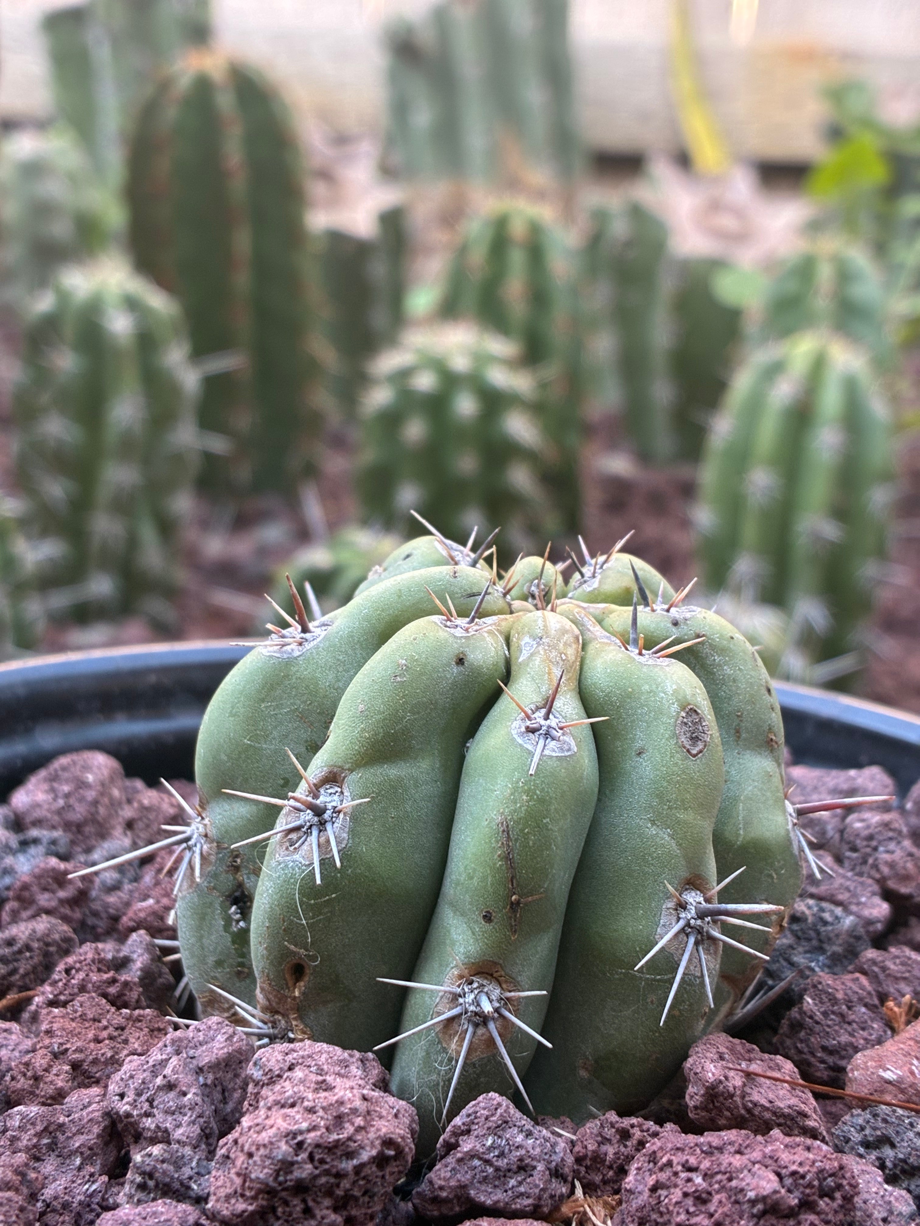Stenocereus Stellatus (Pink)