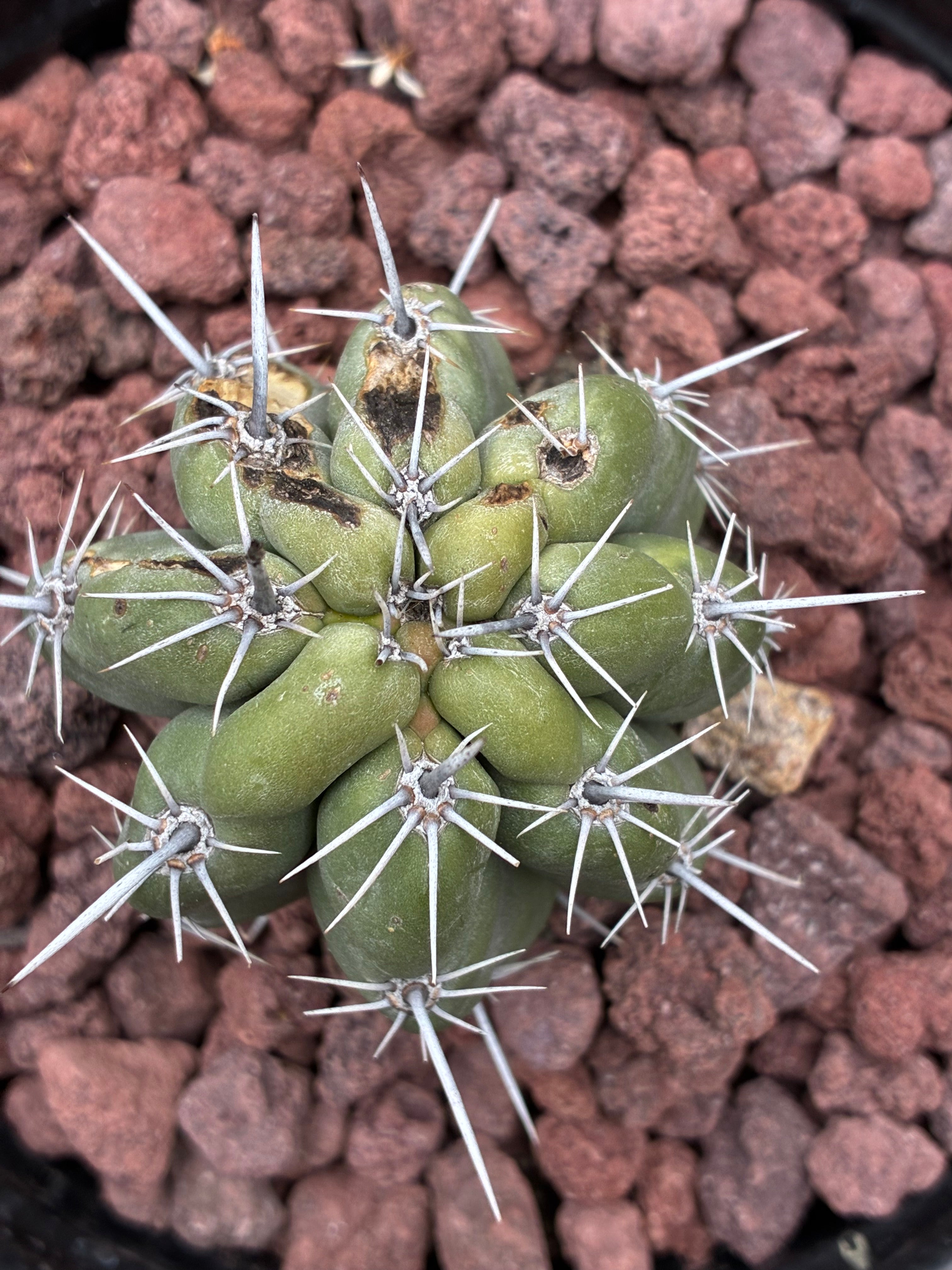Stenocereus Stellatus (Pink)