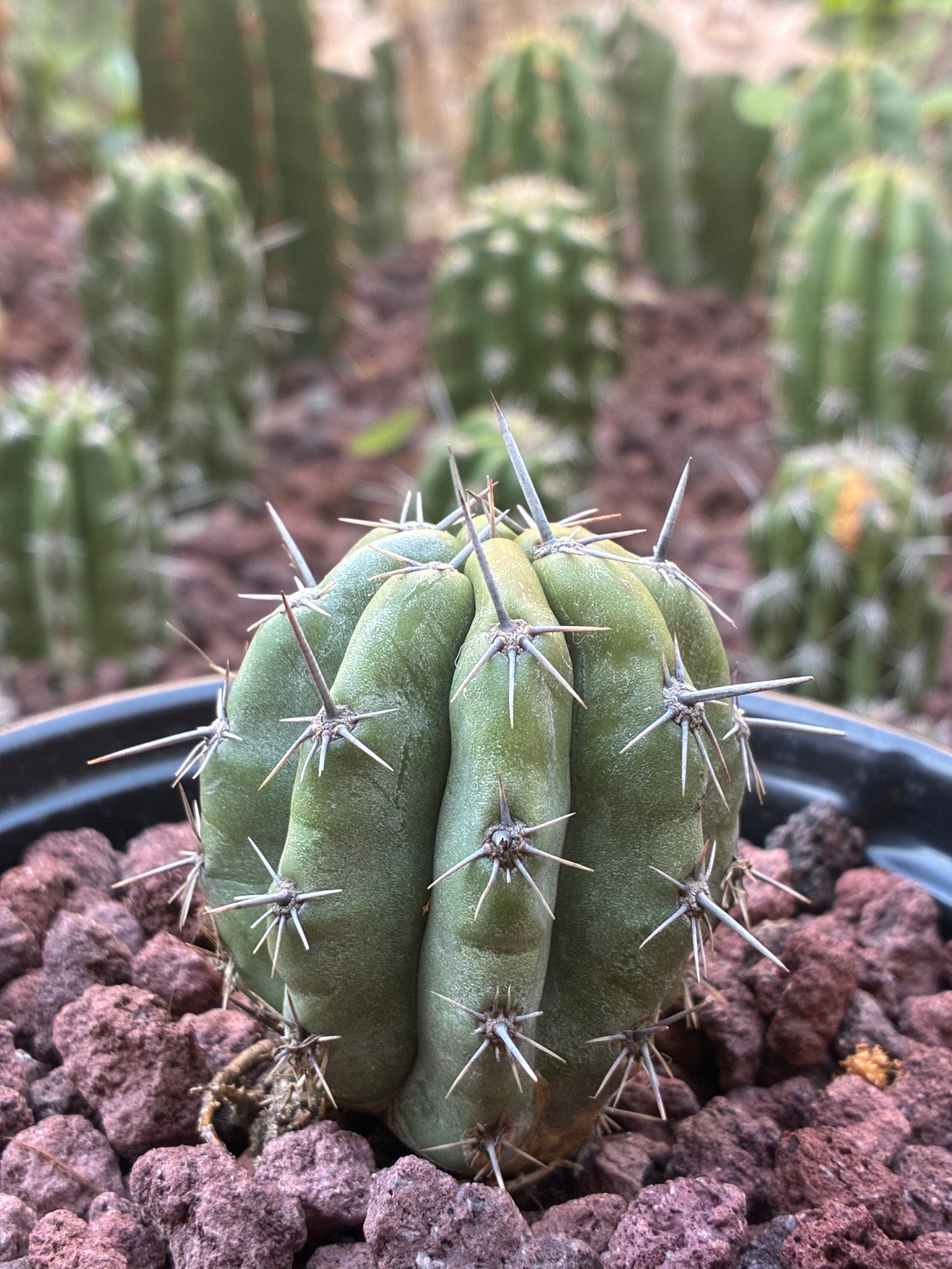 Stenocereus Stellatus (Pink)