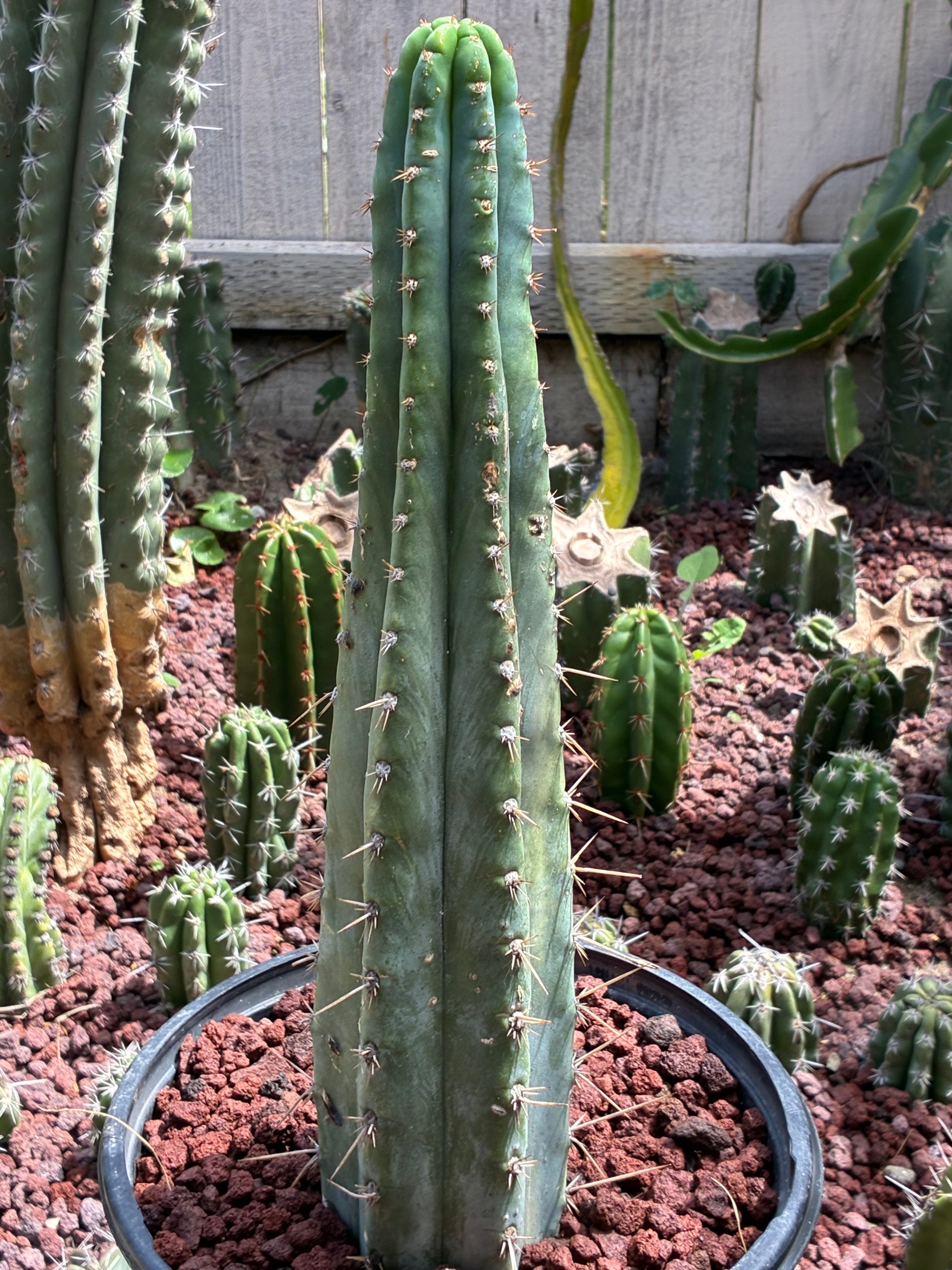 Trichocereus Peruvianus