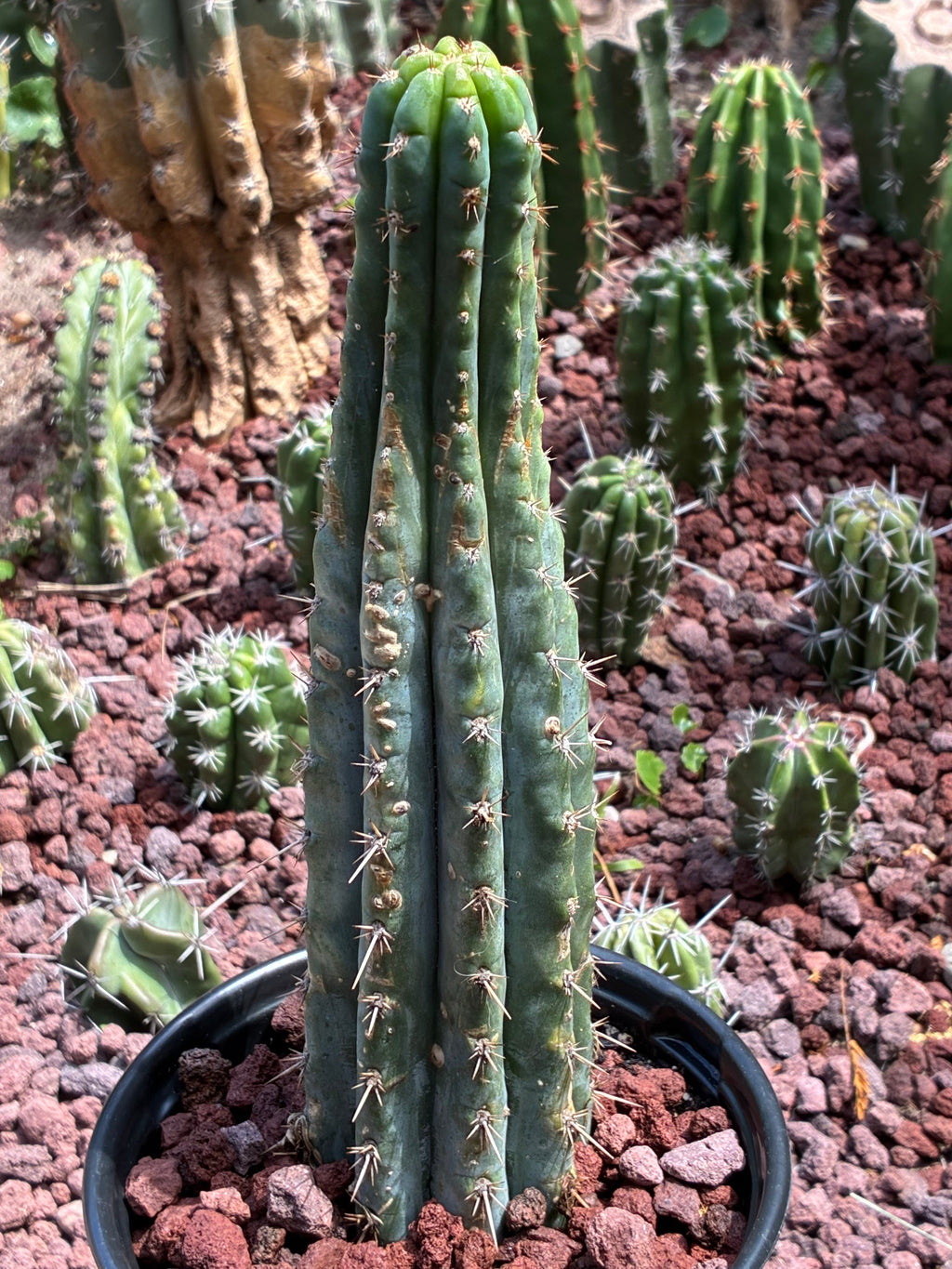 Trichocereus Peruvianus