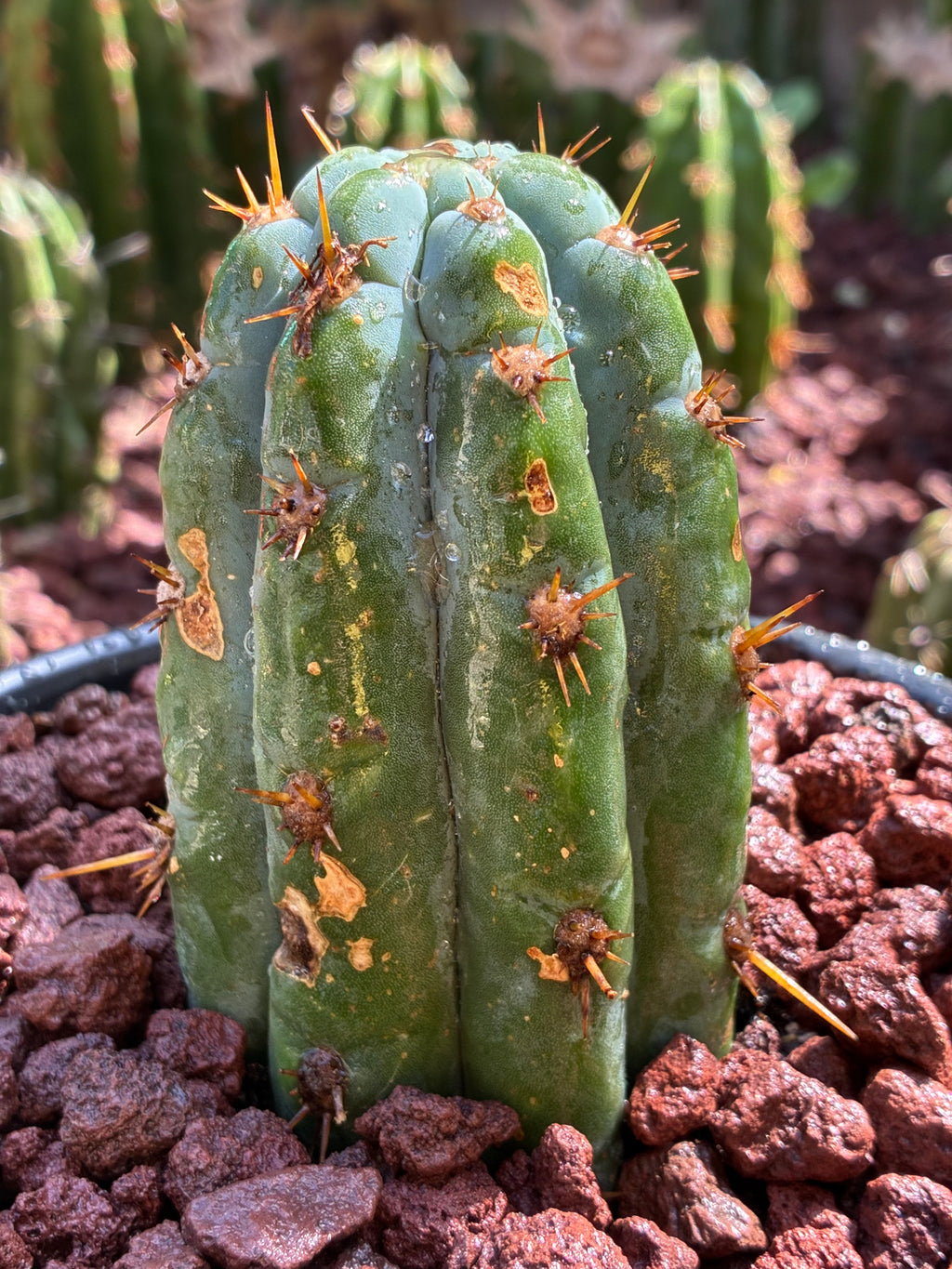 Trichocereus Peruvianus