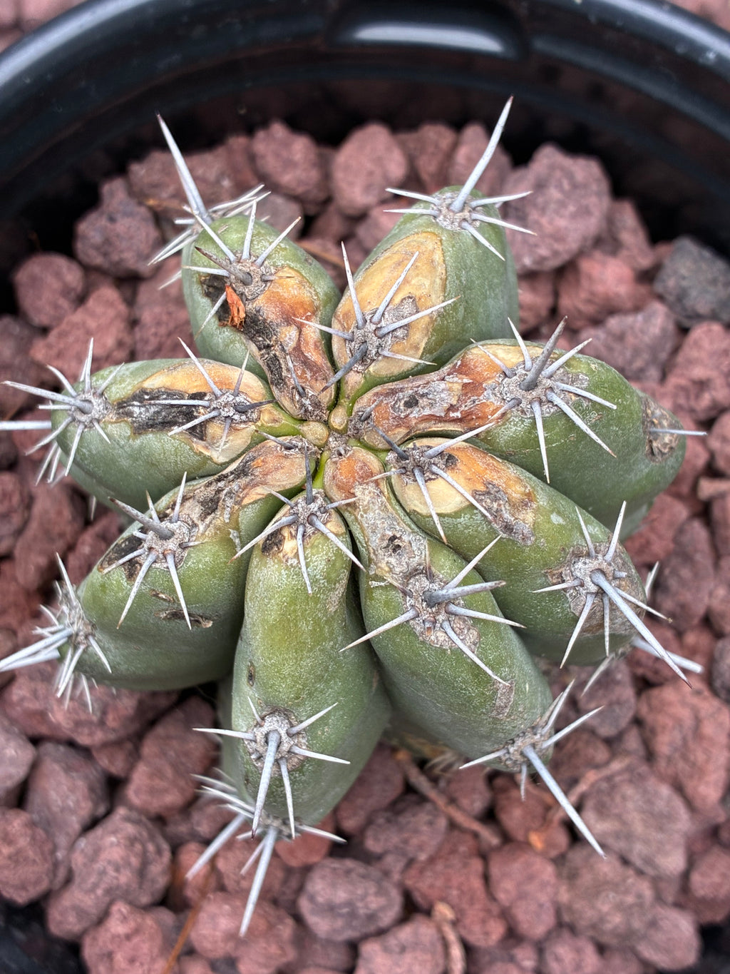 Stenocereus Stellatus (Pink)