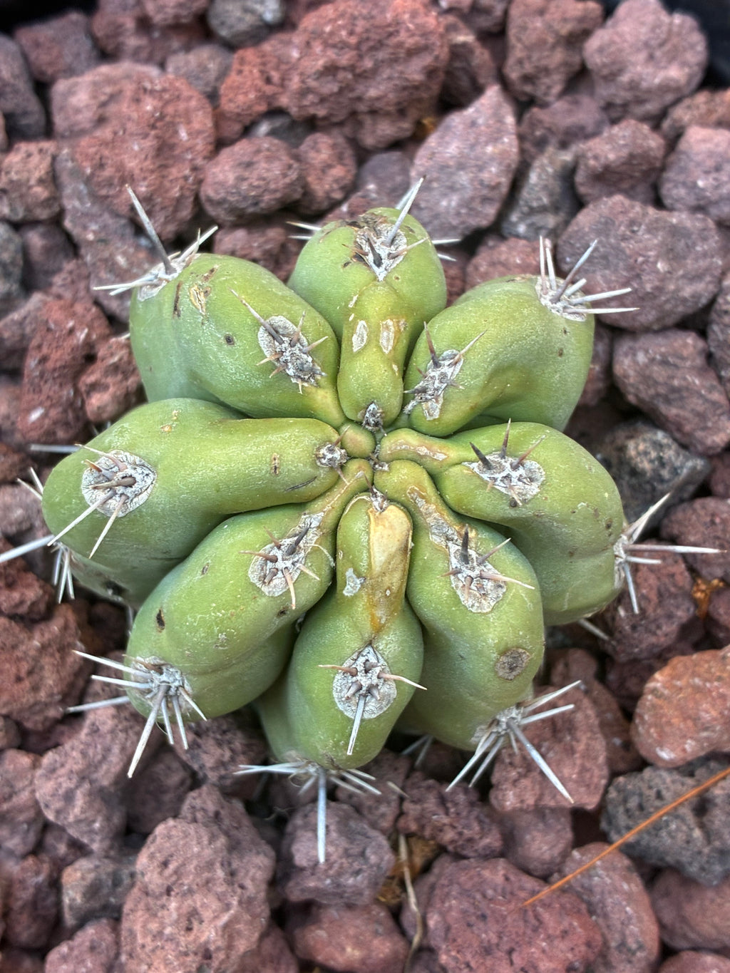 Stenocereus Stellatus (Pink)