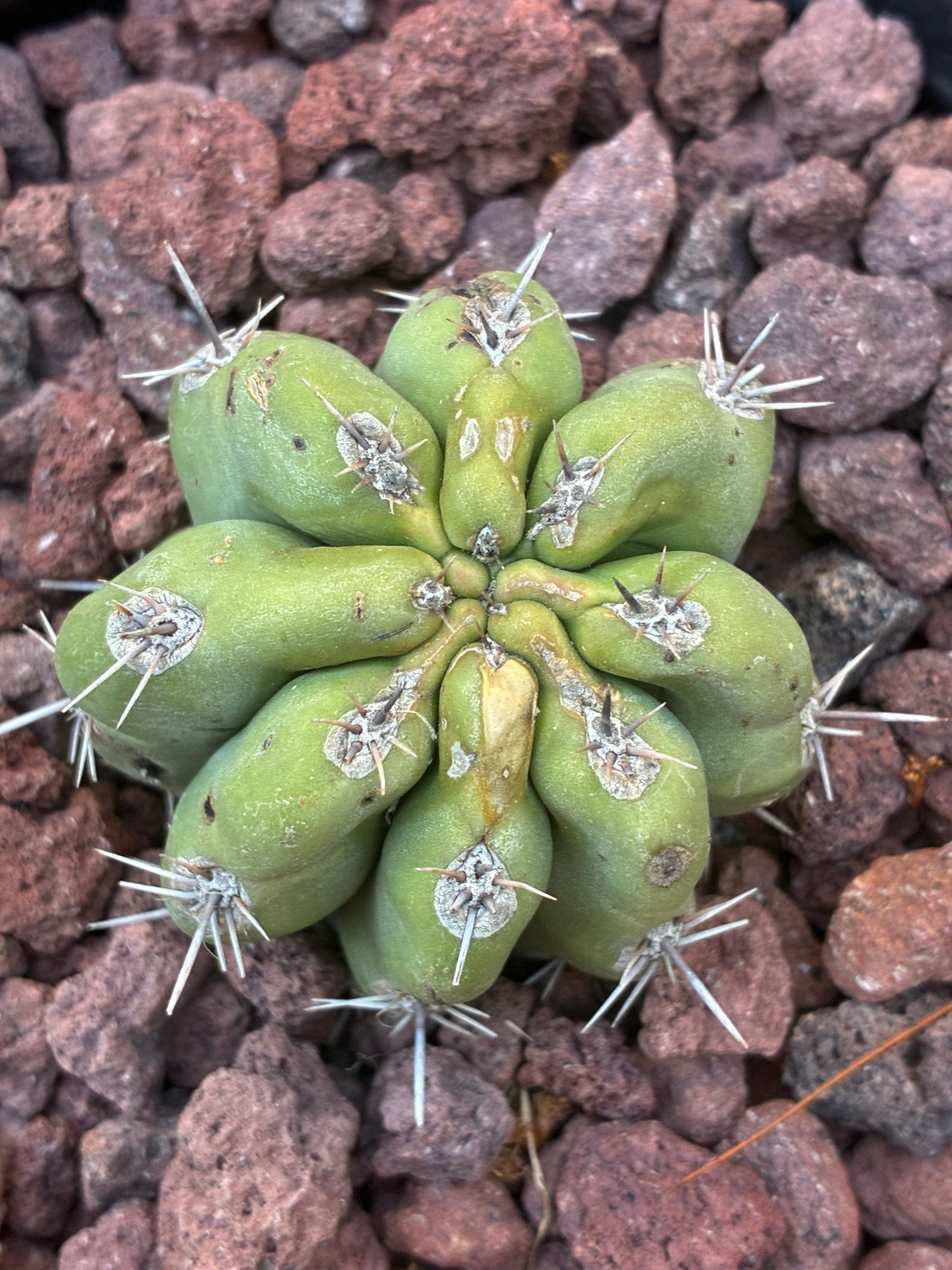 Stenocereus Stellatus (Pink)