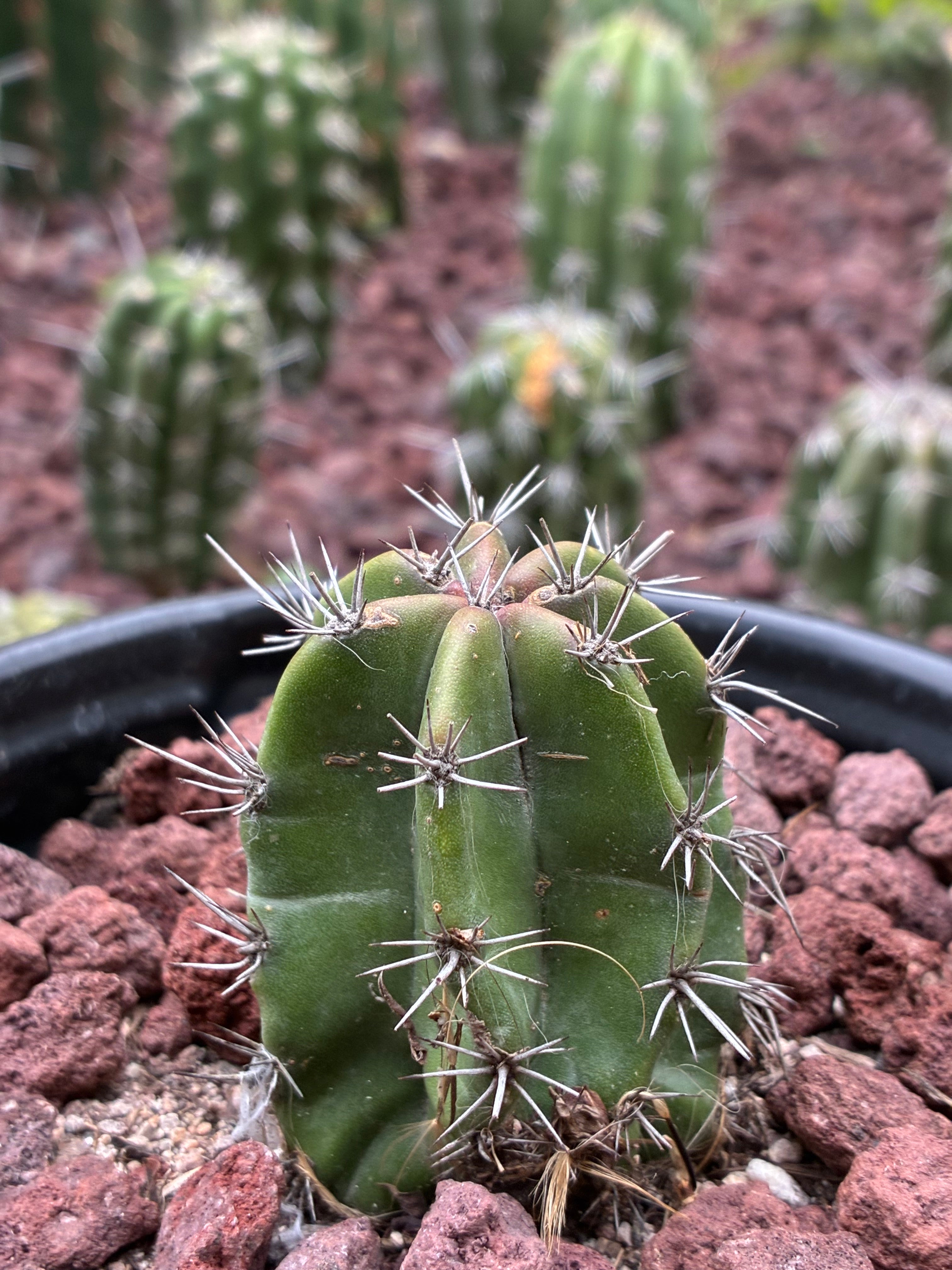 Stenocereus Griseus