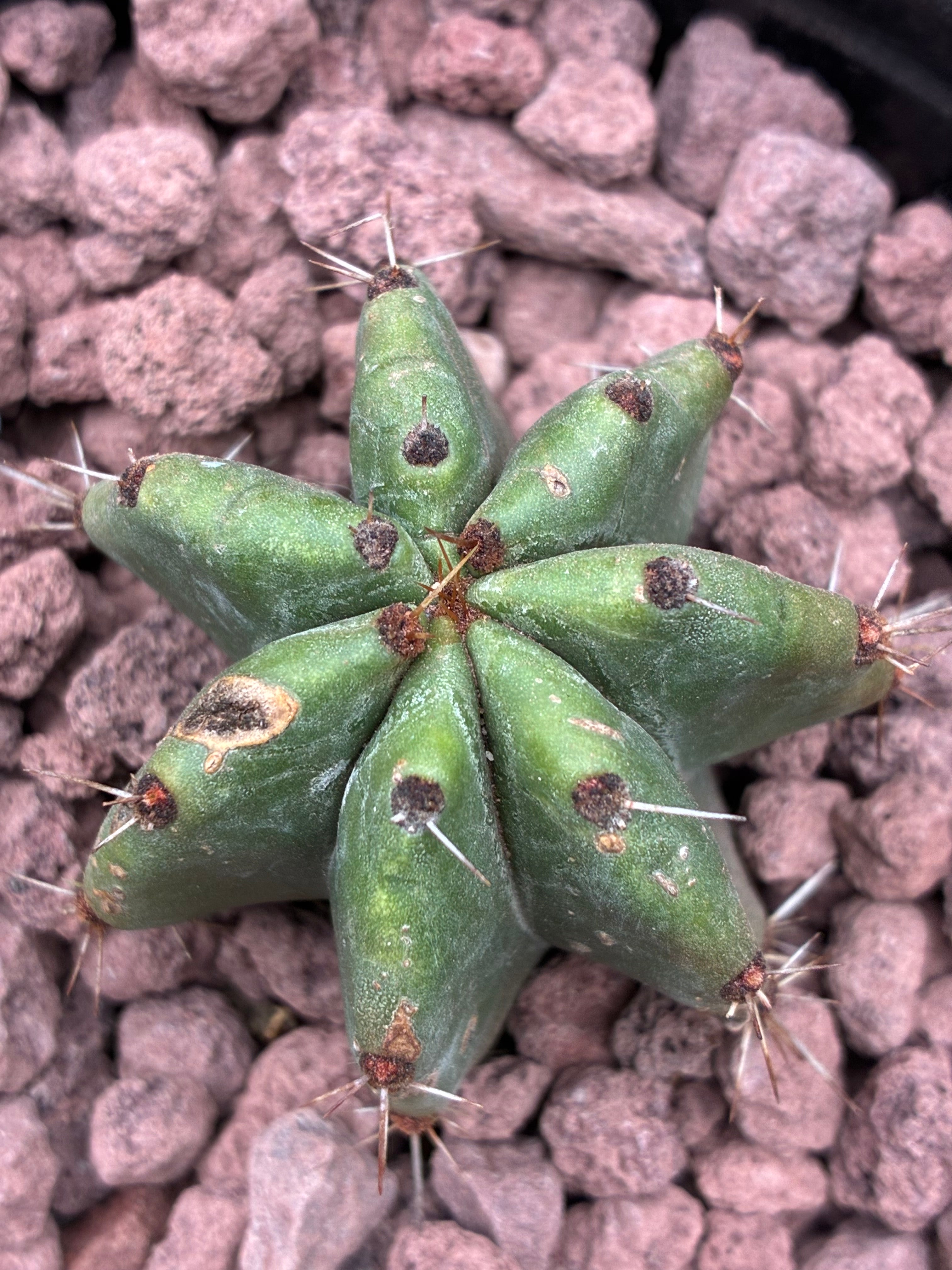 Stenocereus Queretaroensis