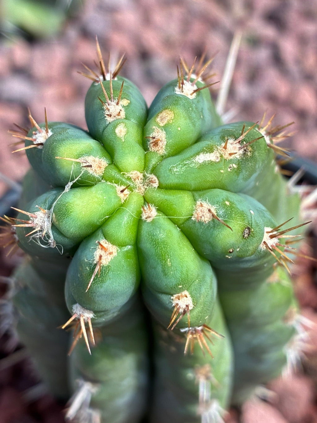 Trichocereus Peruvianus