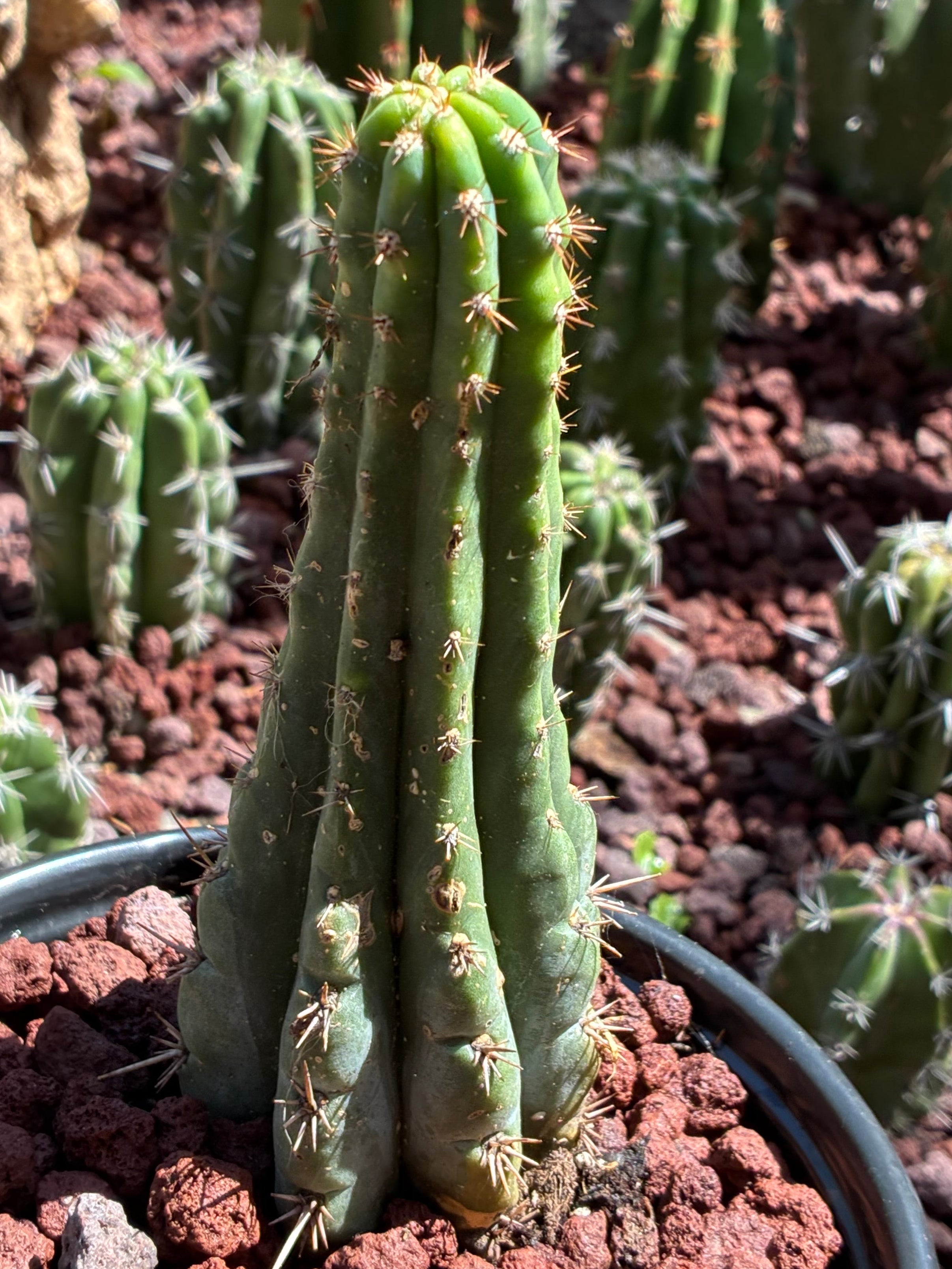 Trichocereus Peruvianus