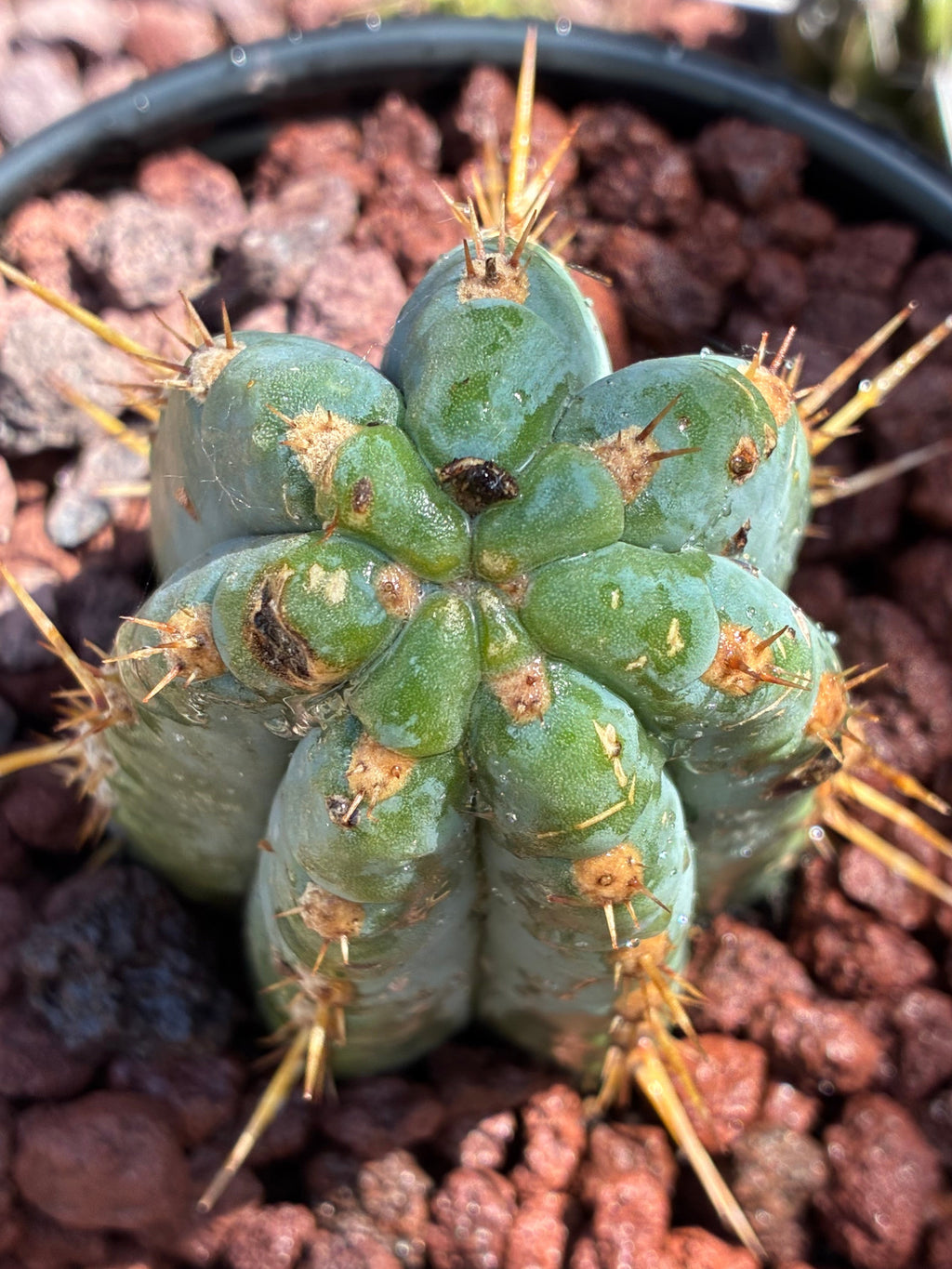 Trichocereus Peruvianus