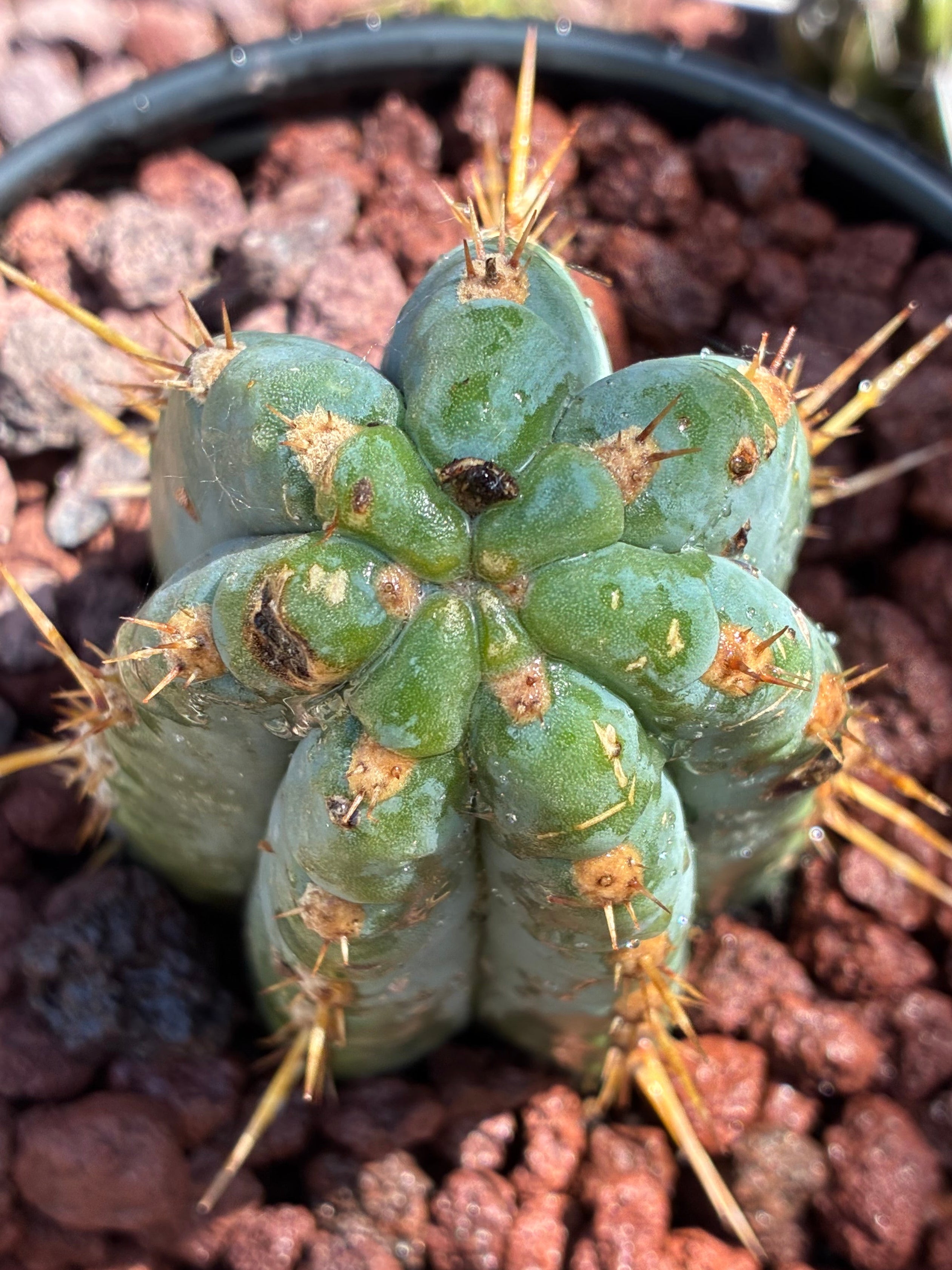 Trichocereus Peruvianus