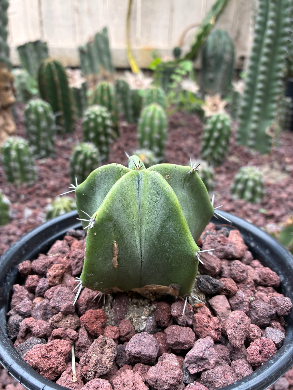 Stenocereus Ghost Pruinosus